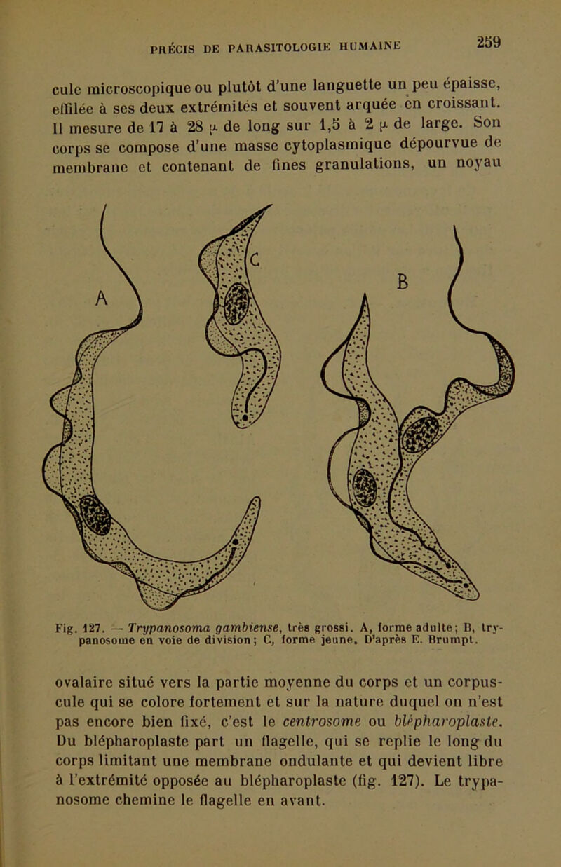cule microscopique ou plutôt d’une languette un peu épaisse, effilée à ses deux extrémités et souvent arquée en croissant. Il mesure de IT à 28 p- de long sur 1,5 à 2 [j- de large. Son corps se compose d’une masse cytoplasmique dépourvue de membrane et contenant de fines granulations, un noyau Fig. 127. — Trypanosoma gambiense, très grossi. A, forme adulte; B, try- panosome en voie de division; C, forme jeune. D’après E. Brumpt. ovalaire situé vers la partie moyenne du corps et un corpus- cule qui se colore fortement et sur la nature duquel on n’est pas encore bien fixé, c’est le centrosome ou bUpharoplaste. Du blépharoplaste part un flagelle, qui se replie le long du corps limitant une membrane ondulante et qui devient libre à l’extrémité opposée au blépharoplaste (fig. 127). Le trypa- nosome chemine le flagelle en avant.