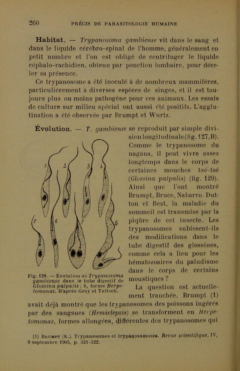 Habitat. — Trypanosoma gambiense vil dans le sang et dans le liquide cérébro-spinal de l’homme, généralement en petit nombre et l'on est obligé de centrifuger le liquide céphalo-rachidien, obtenu par ponction lombaire, pour déce- ler sa présence. Ce trypanosome a été inoculé à de nombreux mammifères, particulièrement à diverses espèces de singes, et il est tou- jours plus ou moins pathogène pour ces animaux. Les essais de culture sur milieu spécial ont aussi clé positifs. L’agglu- tination a été observée par Brumpt et Wurtz. Évolution. — T. gambiense se reproduit par simple divi- sion longitudinale(lig. 127,B). Comme le trypanosome du nagana, il peut vivre assez longtemps dans le corps de certaines mouches Isé-tsé {Glossina palpalis) (fig. 129). Ainsi que l’ont montré Brumpt, Bruce, Nabarro. Dut- ton et Best, la maladie du sommeil est transmise par la piqûre de cet insecte. Les trypanosomes subissent-ils des modifications dans le tube digestif des glossines, comme cela a lieu pour les hématozoaires du paludisme dans le corps de certains moustiques ? La question est actuelle- ment tranchée. Brumpt (l) avait déjà montré que les trypanosomes des poissons ingérés par des sangsues (Hemiclepsis) se transforment en llerpe- lomonas, formes allongées, diflérentes des trypanosomes qui Fig. 128. — Evolution de Trypanosoma gambiense dans le tube digestif de Glossina palpalis ; 6, forme Herpe- tomonas. D’après Gray et Tnlloch. (1) Biiumpt (E.). Trypanosomes et trypanosomoses. Revue scientifique, IV, 9 septembre 1905, p.