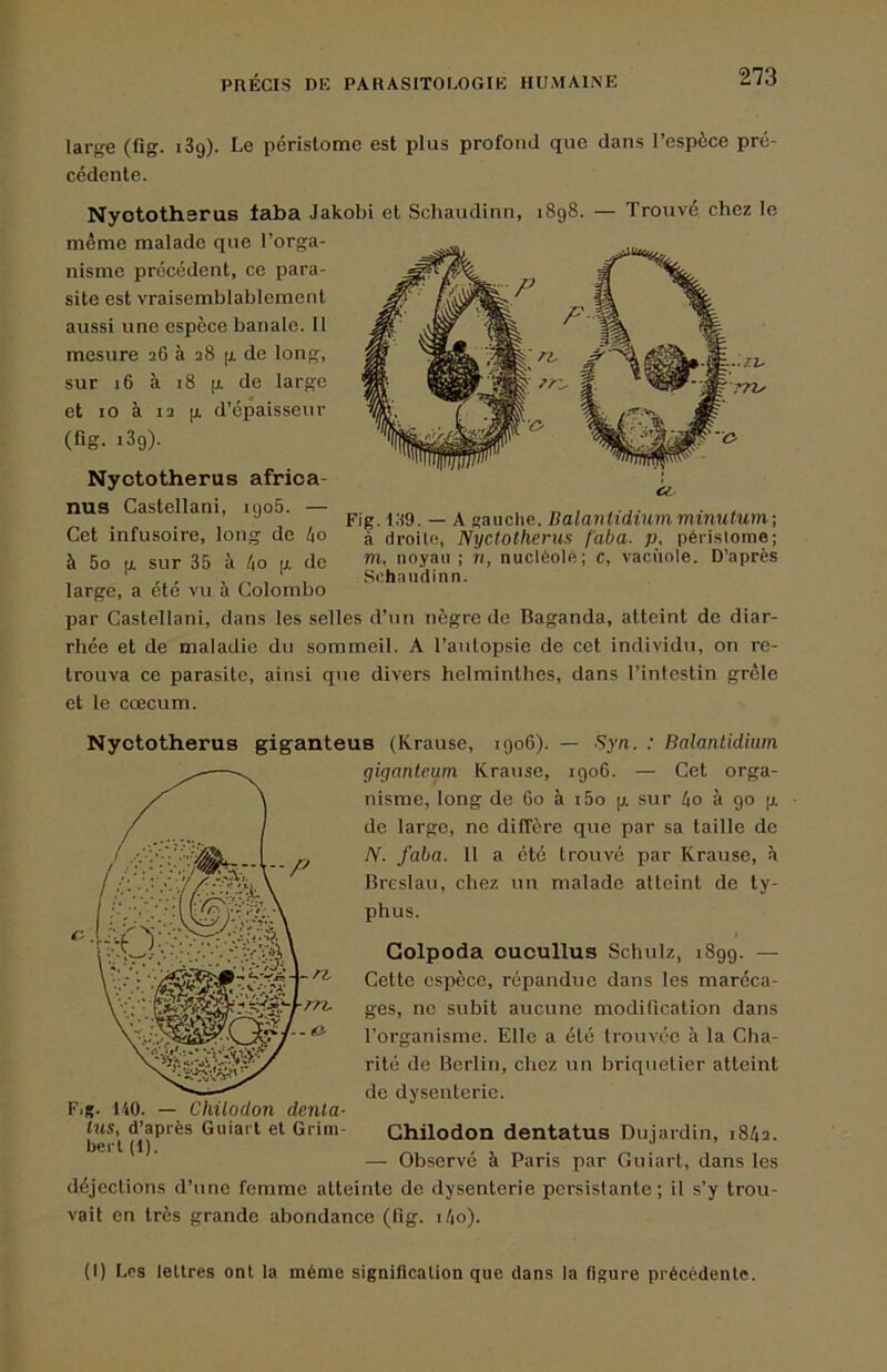 large (fig. i3g). Le périslome est plus profond que dans l’espèce pré- cédente. Nyotothsrus taiba Jakobi et Schaudinn, 1898. — Trouvé chez le même malade que l’orga- nisme précédent, ce para- site est vraisemblablement aussi une espèce banale. 11 mesure 26 à 28 g de long, sur 16 à 18 g de large et lO à 12 g d’épaisseur (fig. i3g). Nyctotherus afrioa- nus^ Castellani, igo5. pig. 139. — A «auche. üaiajUidiummmMlum; Cet infusoire, long de ko à droite, Nyctotherus f'aba. p, périslome; à 5o U. sur 35 à 4o g de «b oya» i nucléole; c, vacuole. D’après , ... > , Schaudinn. large, a ete vu a Colombo par Castellani, dans les selles d’iin nègre de Baganda, atteint de diar- rhée et de maladie du sommeil. A l’aiilopsie de cet Individu, on re- trouva ce parasite, ainsi que divers helminthes, dans l’intestin grêle et le cæcum. Nyctotherus giganteus (Krause, 1906). — Syn. : Balantidium giganteum Krause, 1906. — Cet orga- nisme, long de Go à i5o g sur à 90 g de large, ne diffère que par sa taille de N. faba. 11 a été trouvé par Krause, è Breslau, chez un malade atteint de ty- phus. Golpoda oucullus Schulz, 1899. — Cette espèce, répandue dans les maréca- ges, ne subit aucune modification dans l’organisme. Elle a été trouvée à la Cha- rité de Berlin, chez un hriquetier atteint de dysenterie. Fig. 140. — Chilodon denta- tus, d’après Guiart et Grini- Chilodon dentatus Dujardin, 1842. Ü6l‘l (1). — Observé à Paris par Guiart, dans les déjections d’une femme atteinte de dysenterie persistante ; il s’y trou- vait en très grande abondance (fig. i4o). (I) Les lettres ont la même signification que dans la figure précédente.