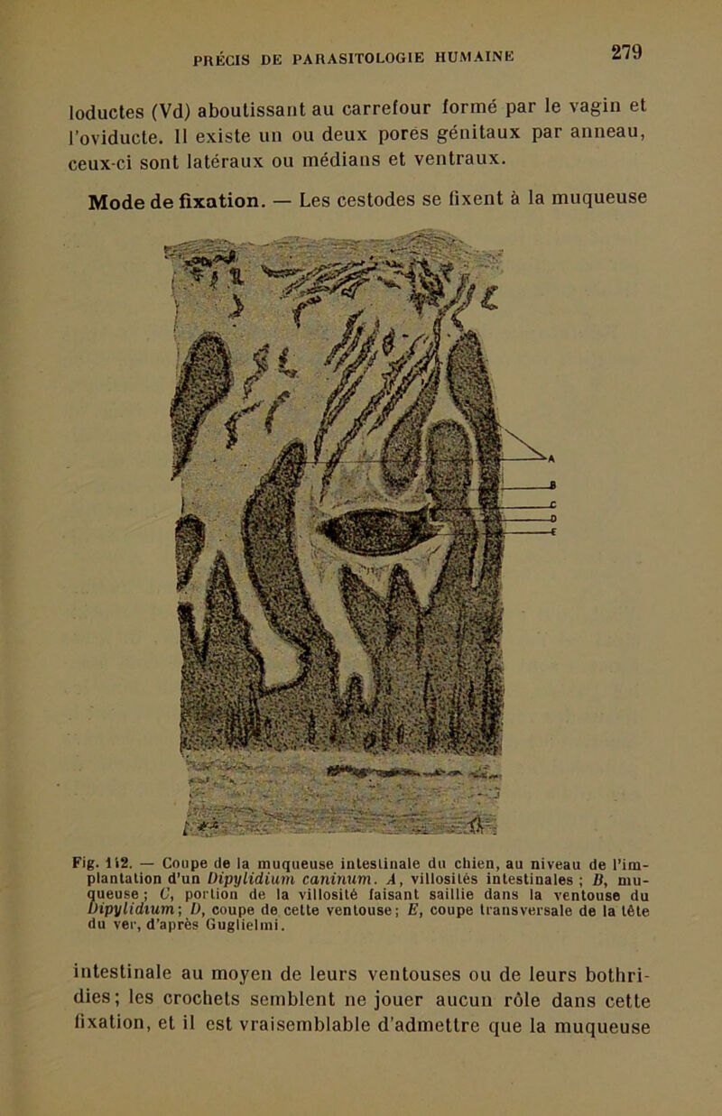 loductes (Vd) aboutissant au carrefour formé par le vagin et l’oviducte. 11 existe un ou deux pores génitaux par anneau, ceux-ci sont latéraux ou médians et ventraux. Mode de fixation. — Les cestodes se fixent à la muqueuse Fig. 112. — Coupe de la muqueuse inleslinale du chien, au niveau de l’im- plantation d’un Üipylidium caninum. A, villosités intestinales ; B, mu- queuse ; G, portion de la villosité faisant saillie dans la ventouse du üipylidium; D, coupe de cette ventouse; E, coupe transversale de la tête du ver, d’après Guglielmi. intestinale au moyen de leurs ventouses ou de leurs bothri- dies; les crochets semblent ne jouer aucun rôle dans cette fixation, et il est vraisemblable d’admettre que la muqueuse