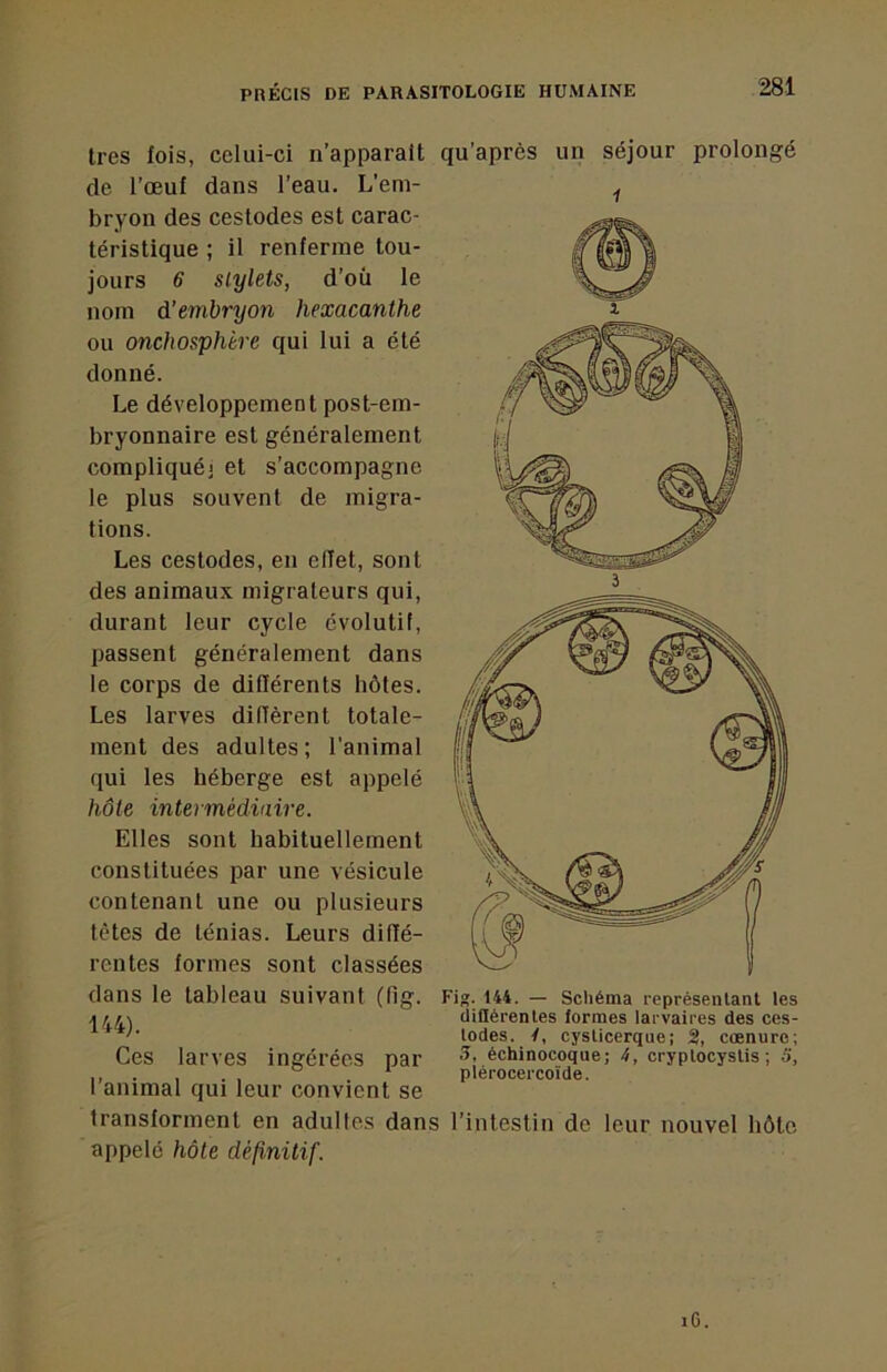 très fois, celui-ci n’apparait de l’œuf dans l’eau. L’em- bryon des cestodes est carac- téristique ; il renferme tou- jours 6 stylets, d’où le nom d'embryon hexacanthe ou onchosphère qui lui a été donné. Le développement post-em- bryonnaire est généralement compliquéi et s’accompagne le plus souvent de migra- tions. Les cestodes, en ellet, sont des animaux migrateurs qui, durant leur cycle évolutif, passent généralement dans le corps de différents hôtes. Les larves diffèrent totale- ment des adultes; l’animal qui les héberge est appelé hôte intermédiaire. Elles sont habituellement constituées par une vésicule contenant une ou plusieurs têtes de ténias. Leurs diffé- rentes formes sont classées dans le tableau suivant (fig. 144). qu’après un séjour prolongé 1 Fig. 144. — Schéma représentant les clillérentes formes larvaires des ces- todes. y, cysticerque; 3t, cœnurc; 5, échinocoque; 4, cryptocystis ; S, plérocercoïde. Ces larves ingérées par l’animal qui leur convient se transforment en adultes dans l’intestin de leur nouvel hôte appelé hôte définitif. i6.