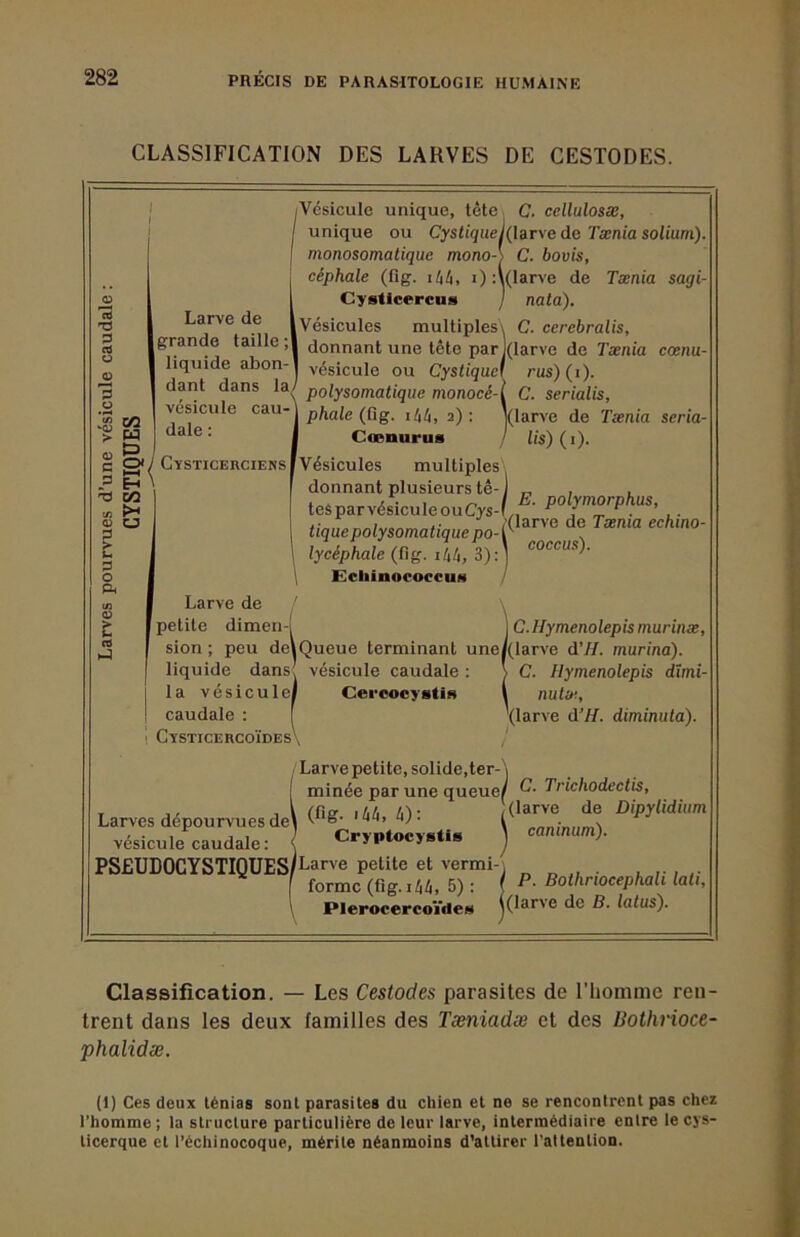 CLASSIFICATION DES LARVES DE CESTODES. CO M t=) H CO pi U Vésicule unique, tête unique ou Cystique, monosomatique mono- céphale (fig. ihlt, i) : Cystlcercns Vésicules multiples donnant une tête par vésicule ou Cystique' polysomatique monocé- phale (fig. i4Z|, 2) : Coenurus Vésicules multiples donnant plusieurs tê- tes par vésicule ou Cys- tique polysomatique po- 1 lycéphale (fig. i\h, 3): \ EcliinococcuM Larve de ' petite dimen-i IC.Hymenolepismurinæ, sion ; peu deiQueue terminant une/(larve d’H. murina). liquide dans: vésicule caudale : \ C. Hymenolepis dïmi- la vésiculei CereoeystiH l nutw, caudale : I \larve d’H. diminula). Cysticercoïdes\ 1 Larve de grande taille ;| liquide abon- dant dans la. vésicule cau- dale : CysticercieksI C. cellulosse, (larve de Tænia solium). C. bovis, (larve de Tænia sagi- nata). C. cerebralis, (larve de Tænia cœnu- rus) (i). C. serialis, (larve de Tænia seria- lis) (1). E. polymorphus, (larve de Tænia echino- coeeus). , Larve petite, solide,ter-'j minée par une queuef C. Trichodectis, (fig. <W, b): Cryptocystis Larves dépourvues de vésicule caudale: PSEUDOCYSTIQUES/Larve petite et vermi forme (fig. 14ê, 5) : Plerocercoïdes (larve de Dipylidium caninum). P. Bothriocephali lali, (larve de B. latus). Classification. — Les Cestodes parasites de l’iiomme ren- trent dans les deux lamilles des Tæniadæ et des liothrioce- phalidæ. (1) Ces deux ténias sont parasites du chien et ne se rencontrent pas chez l’homme; la structure particulière de leur larve, intermédiaire entre lecys- ticerque et l’échinocoque, mérite néanmoins d’attirer l'attention.