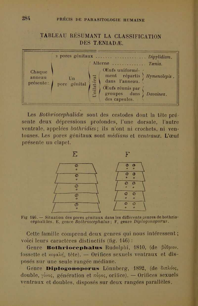 TABLEAU RÉSUMANT LA CLASSIFICATION DES TÆNIADÆ. ' 2 pores génitaux Dipylidium. Tænia. ' Alterne Chaque anneau présente : porc génital ün des capsules. \ Les Bothr'iocephalidæ sont des cestodes dont la tête pré sente deux dépressions profondes, ITine dorsale, l’autre ventrale, appelées bolhridies \ ils n’ont ni crochets, ni ven- touses. Les pores génitaux sont médians et ventraux. L’œuf présente un clapet. Fig 14G.— Situation des pores génitaux dans les diOérenls genres de bothrio- céphalidés. E, genre Bolliriocephalus; F, genre Diplogonoporus. Cette famille comprend deux genres qui nous intéressent ; voici leurs caractères distinctifs (lig. 146) : Genre Uotlirioecplialuüi Rudolplii, 1810, (de pàôpiov. fossette et xspaXrj, tête). — Orifices sexuels ventraux et dis- posés sur une seule rangée médiane. Genre l>i|»lo;;oiio|M>rii.«i Lonnberg, 1892, (de 8t;rX(Jo;, double, yùvo;, génération et ôpo:, orifice). — Orifices sexuels ventraux et doubles, disposés sur deux rangées parallèles. E F