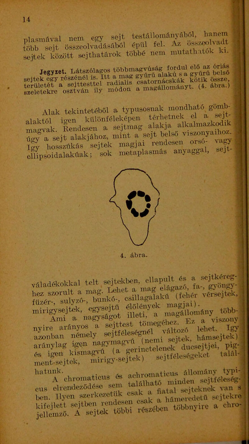 Blasniaval nem, egy sejt tastriUományabf)!, hanem több sejt összeolvadásfiből épül fel. sejtek között sejtliatóvok többé nem mutatlmtok k . “ÍS'SSStl.K'í ?y<lr“ S SBEÍSIj sjs  mtvak. Rendesen a sejtmag alakja /lkalma^k(^ik úg^ a sejt alakjához, mint a sejt belső vis^nyaih^ így hosiülcás sejtek magjai rendesen ^agy | eflipsoidalakúak; sok metaplasmás anyaggal, sejt j, 4. ábra. valadékold=al telt eejtekbea, mirigj.ejtek, egysejW ^JinónMy több-' ment-sejtok, muigj sejie ) hatunk. onbrr,maticus állomány typi- A chromaticus és -..jen sejtféleség-i ^ rritSctríeí-k,:- sw>tc a'eb,.