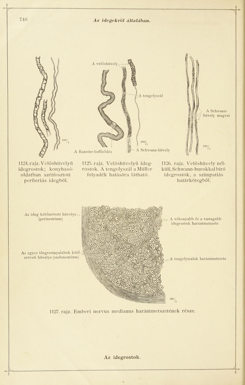1124. rajz. Velőshüvelyü idegrostok; k o n y h a s ó - oldatban szétfosztott perifériás idegből. 1125. rajz. Velőshüvelyü ideg- rostok. A tengelyszál aMüller folyadék hatására látható. 1126. rajz. Velőshüvely nél- küli, Schwann-burokkal biró idegrostok, a szimpatiás határkötegből. Az ideg kötőszöveti hüvelye (perineurium) Az egyes idegrostnyalábok kötő-í szöveti hüvelye (endoneurium) A vékonyabb és a vastagabb idegrostok harántmetszete A tengelyszálak harántmetszete 190/ 1127. rajz. Emberi nervus medianus harántmetszetének része.