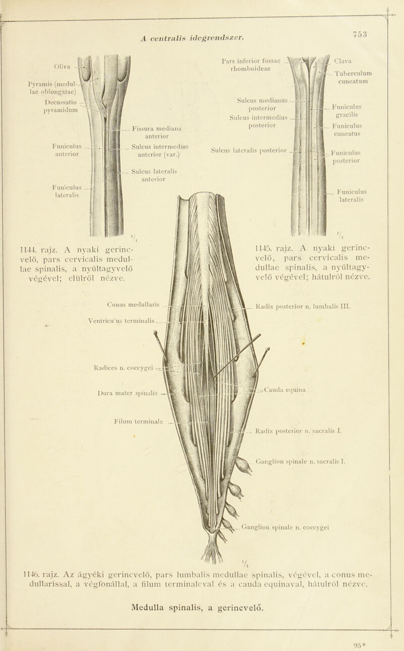 Olíva - Pyramis (medul- lae oblongatae) I )ccussatio pyraniidum Funiculus __ anterior Funiculus — laterális ti Pars inferior fossae rliomboideae im Fissura mediana anterior Sulcus intermedius anterior (var.) Sulcus laterális anterior Sulcus medianus —j posterior Sulcus intermedius J§ posterior Sulcus laterális posterior 1144. rajz. A nyald gerinc- velő, pars cervicalis meclul- lae spinalis, a nyúltagyvelő végével; élűiről nézve. Conus medullaris Ventriculus terminális - Radices n. coccygei Dura mater spinalis — Filum terminálé Clava Tuberculum cuneatum Funiculus gracilis Funiculus cuneatus Funiculus posterior Funiculus laterális /1 1145. rajz. A nyaki gerinc- velő, pars cervicalis me- dullae spinalis, a nyúltagy- velő végével; hátulról nézve. .% Radix posterior n. lumbalis III. :_-Cauda equina _ Radix posterior n. sacralis I. Ganglion spinale n. sacralis I. -3^— Ganglion spinale n. coccygei 1146. rajz. Az ágyéki gerincvelő, pars lumbalis medullae spinalis, végével, a conus me- dullarissal, a végfonállal, a filum terminálévá! és a cauda equinaval, hátulról nézve. Medulla spinalis, a gerincvelő. 95* -€>