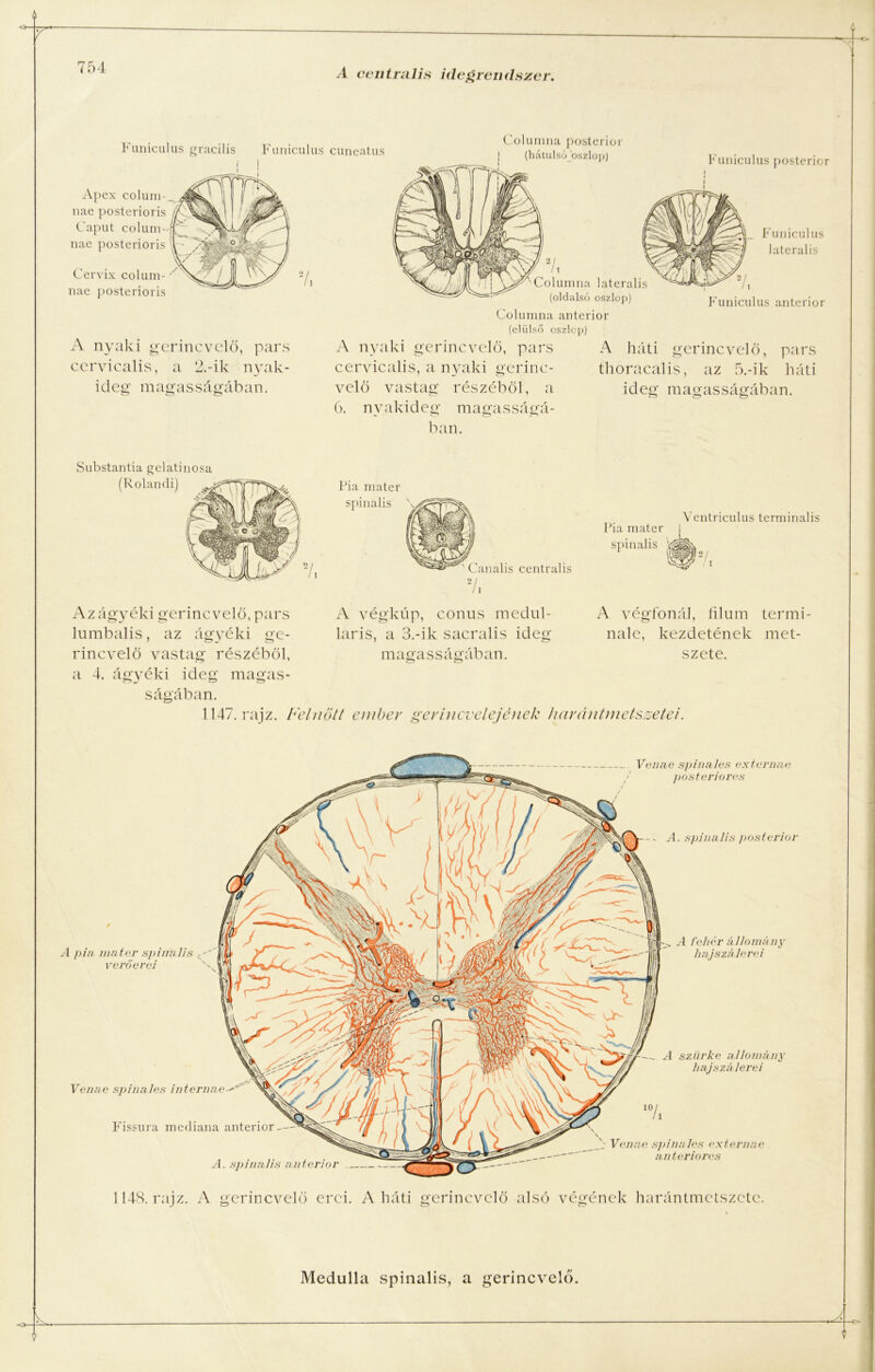 Funiculus gracilis Funiculus cuneatus Apex colum-._ nae posterioris Caput colurn- nae posterioris Cervix colum- nae posterioris A nyaki gerincvelő, pars cervicalis, a 2.-ik nyak- ideg magasságában. 7i Columna posterior (hátulsó oszlop) Funiculus posterior Funiculus laterális Funiculus anterior A nyaki gerincvelő, pars cervicalis, a nyaki gerinc- velő vastag részéből, a 6. nyakideg magasságá- ban. Columna laterális (oldalsó oszlop) Columna anterior (elülső oszlop) A háti gerincvelő, pars thoracalis, az 5.-ik háti ideg magasságában. Substantia gelatinosa (Rolandi) Pia mater spinalis Canalis centrális A végkúp, conus medul- laris, a 3.-ik sacralis ideg magasságában. Pia mater spinalis 'V|É Ventriculus terminális IWVf */ 'W' 1 Az ágyéki gerincvelő, pars lumbalis, az ágyéki ge- rincvelő vastag részéből, a 4. ágyéki ideg magas- ságában. 1147. rajz. Felnőtt ember gerincvelejének harántmetszetei. A végfonál, íilum termi- nálé, kezdetének met- szete. Venne s/)i nales ex te ríme posteriores ... A fehér állomány hajszálerei Venne spinales internné- Fissura mediana anterior-- 4. spinalis anterior -- A. spinalis posterior A pia mater spinalis y'' verő erei V .7 Vén ne s}>i n a les ex tér nae an teriores —. A szürke állomány hajszálerei 1148. rajz. A gerincvelő erei. A háti gerincvelő alsó végének harántmetszete.