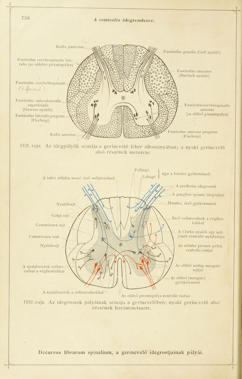 Radix posterior Fasciculus cerebrospinalis late- rális (az oldalsó piramispálya) Fasciculus cerebellospinalis Fasciculus anterolaterális __ superíicialis (Gowers nyaláb) Fasciculus laterális proprius (Flechsigi) Radix anterior Fasciculus gracilis (Goll nyaláb) Fasciculus cuucatus (Burdach nyaláb) Fasciculus cerebrospinalis anterior (az elülső piramispálya) Fasciculus anterior proprius (Flechsigi) 1151. rajz. Az idegpályák sémája a gerincvelő fehér állományában; a nyaki trerincvelő alsó részének metszete. A túlsó oldalra menő érző collateralisok F elhágó Lehá ágai a hátulsó gyökereknek Nyalábsejt Golgi sejt ... Commissura sejt Commissura rost Nyalábsejt A perifériás idegrostok ■ A ganglion spinale idegsejtjei .. Hátulsó, érző gyökérrostok \z elülső oszlop mozgató sejtjei \z elülső (mozgató) györkérrostok A nyalábrostok collate- ralisai a végfácskákkal Érző collateralisok a végfács- kákkal -• A Clarké nyaláb egy sejt- jének centrális nyújtványa Az oldalsó piramis pálya centrális rostjai A nyalábrostok a eollateralisokkal' •' Az elülső piramispálya centrális rostjai 1152. rajz. Az idegrostok pályáinak sémája a gerincvelőben; részének harántmetszete. nyaki gerincvelő alsó Decursus íibrarum spinalium, a gerincvelő idegrostjainak pályái.