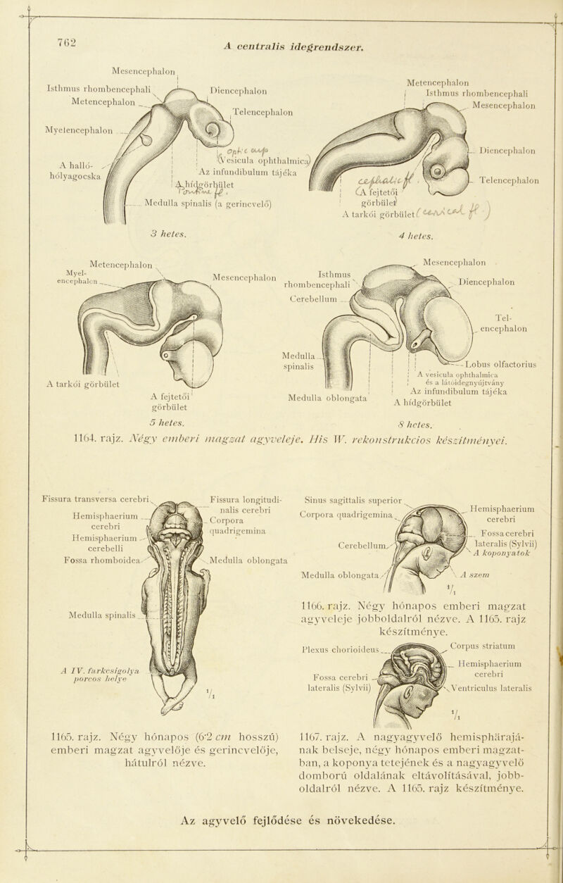 Mesencephalor Isthmus rhombencephali Metencephalon _ 2, Myeiencephalon / A halló- hólyagocska Diencephalon Telenceplialon opkt •CVesicula ophthalmic:. Az infundibulum tájéka .Ahídgörbület Medulla spinalis (a gerincvelő) Metencephalon Isthmus rhombencephali Mesencephalon Telenceplialon görbiiler A tarkői görbület ‘(A ' ' 1 )iencephalon 3 hetes. 4 hetes. Metencephalon Myei- encephalon Mesencephalon A tarkói görbület A fejtetői1 görbület Isthmus rhombencephali Cerebellum __ Medulla spinalis Medulla oblongata — Lobus olfactorius A vesicula ophthalraica | és a látóidegnyűjtvány Az infundibulum tájéka A hídgörbület Mesencephalon Diencephalon Tel- encephalon 5 hetes. 8 hetes. 1164. rajz. Négy emberi magsat agyveleje. His JV. rekonstrukciós készítményei. Fissura transversa cerebri Hemisphaerium cerebri Hemisphaerium - cerebelli Fossa rhomboidea Medulla spinalis _ A IV. farkcsigolya porcos helye Fissura longitudi- nális cerebri Corpora quadrigemina Medulla oblongata 1165. rajz. Négy hónapos (6’2 cm hosszú) emberi magzat agyvelője és gerincvelője, hátulról nézve. Sinus sagittalis superior Corpora quadrigemina Cerebellum^ Medulla oblongata. „ Hemisphaerium cerebri __ Fossacerebri laterális (Sylvii) ' A koponyátok A szem 1166. rajz. Négy hónapos emberi magzat agy veleje jobboldalról nézve. A 1165. rajz készítménye. 1167. rajz. A nagyagyvelő hemispkarajá- nak belseje, négy hónapos emberi magzat- ban, a koponya tetejének és a nagyagyvelő domború oldalának eltávolításával, jobb- oldalról nézve. A 1165. rajz készítménye.
