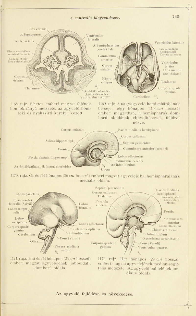 76° )0 Falx cerebri A koponyá tok Az ívbarázda Ventriculus laterális A hemisphaerium cerebri fala Commissura anterior Corpus striatum Hippo- campus \Az érliálózathasadék \ fissura chorioidea Ventriculus laterali Fascia medialis heraisphaerii Corpus callosum Ventriculus tertius _ vStria medull- aris thalarrii Thalamus Corpora quadri- gemina Plexus chorioideus ventriculi latera'is Laraina chorio- idea epithelialis Corpus striatum Thalamus' Ventriculus tertius' Cerebellum 1168. rajz. 8 hetes emberi magzat fejének homlokirányú metszete, az agyvelő hom- lok i és nyakszirti karélya között. 1169. rajz. A nagyagy velő hemisphárájának belseje, négy hónapos (11*S cm hosszú) emberi magzatban, a hemispharak dom- ború oldalának eltávolításával, felülről nézve. Corpus striatum Sulcus hippocampk Facies medialis liemisphaerii Corpus callosum .Commissura anterior (cerebri) Fascia dentata hippocampi Az érliálózathasadék fissura chorioidea í | Septum pellucidum .... mlT . J Fornix / — 1 mm ; «Ő--.ggdÉPlpA^ lilJf Lobus olfactorius Pedunculus cerebri i/ Az infundibulum Uncus 1170. rajz. Öt és fél hónapos (26 au hosszú) emberi magzat agyveleje bal hemisphárajának medialis oldala. Septum pellucidum Corpus callosum Lobus frontális Thalamus Fasciola cinerea . Lobus olfactorius Chiasma opticum Infundibulum ''-Pons (Varoli) Corpora quadri-/ Fissura mediana anterior gemma Facies medialis liemisphaerii Foramen inter- ventriculare (Monroi) Fornix Commissur anterior Lobus olfactorius Chiasma opticum Infundibulum 'Aquaeductus cerebri (Sylvii) Pons (Varoli) Ventriculus quartus Lobus parietalis Fossa cerebri laterális (Sylvii' Lobus tempó- ralis Lobus __ occipitalis Corpora quadri gemma Cerebellum Oliva 1171. rajz. Hat és fél hónapos (26 cm hosszú) emberi magzat agyvelejének jobboldali, domború oldala. 1172. rajz. Hét hónapos (29 cm hosszú) emberi magzat agy velejének median-sagit- talis metszete. Az agyvelő bal felének me- dialis oldala.
