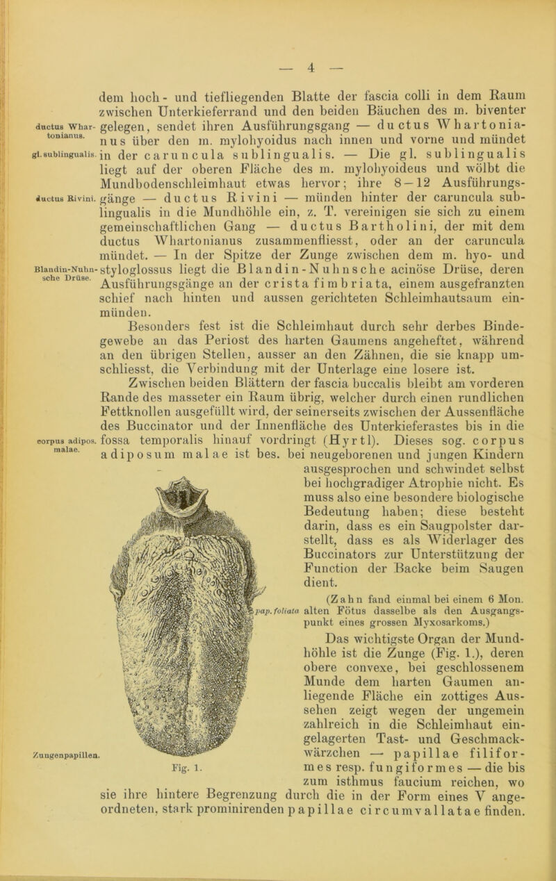 ductus Eivini. dem hoch - und tiefliegenden Blatte der fascia colli in dem Baum zwischen Unterkieferrand und den beiden Bäuchen des in. biventer ductus whar-gelegen, sendet ihren Ausführungsgang — ductus Whartonia- tomanu8. nug üjjer cjen m niylohyoidus nach innen und vorne und mündet gi.subiinguaiis.jn der caruncula sublingualis. — Uie gl. sublingualis liegt auf der oberen Fläche des m. mylohyoideus und wölbt die Mundbodenschleimhaut etwas hervor; ihre 8—12 Ausführungs- gänge — ductus Bivini — münden hinter der caruncula sub- lingualis in die Mundhöhle ein, z. T. vereinigen sie sich zu einem gemeinschaftlichen Gang — ductus Bartholini, der mit dem ductus Whartonianus zusammenfiiesst, oder an der caruncula mündet. — In der Spitze der Zunge zwischen dem m. hyo- und Biandm-Nuhn-styloglossus liegt die Blandin-Nuhnsche acinöse Drüse, deren Ausführungsgänge an der crista fi m b riata, einem ausgefranzten schief nach hinten und aussen gerichteten Schleimhautsaum ein- münden. Besonders fest ist die Schleimhaut durch sehr derbes Binde- gewebe an das Periost des harten Gaumens angeheftet, während an den übrigen Stellen, ausser an den Zähnen, die sie knapp um- schliesst, die Verbindung mit der Unterlage eine losere ist. Zwischen beiden Blättern der fascia buccalis bleibt am vorderen Bande des masseter ein Baum übrig, welcher durch einen rundlichen Fettknollen ausgefüllt wird, der seinerseits zwischen der Aussenfläche des Buccinator und der Innenfläche des Unterkieferastes bis in die fossa temporalis hinauf vordringt (Hyrtl). Dieses sog. corpus adiposum malae ist bes. bei neugeborenen und jungen Kindern ausgesprochen und schwindet selbst bei hochgradiger Atrophie nicht. Es muss also eine besondere biologische Bedeutung haben; diese besteht darin, dass es ein Saugpolster dar- stellt, dass es als Widerlager des Buccinators zur Unterstützung der Function der Backe beim Saugen dient. (Zahn fand einmal bei einem 6 Mon. pap. foiiata alten Fötus dasselbe als den Ausgangs- punkt eines grossen Myxosarkoms.) Das wichtigste Organ der Mund- höhle ist die Zunge (Fig. 1.), deren obere convexe, bei geschlossenem Munde dem harten Gaumen an- liegende Fläche ein zottiges Aus- sehen zeigt wegen der ungemein zahlreich in die Schleimhaut ein- gelagerten Tast- und Geschmack- wärzchen — papillae filifor- mes resp. f u n g i fo r m e s — die bis zum isthmus faucium reichen, wo sie ihre hintere Begrenzung durch die in der Form eines V ange- ordneten, stark prominirenden papillae circumvallatae finden. corpus adipös, malae. Zungenpapillen. Fig. 1.