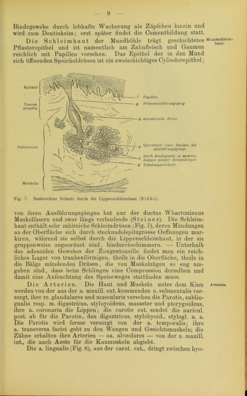 Bindegewebe durch lebhafte Wucherung als Zäpfchen hinein und wird zum Dentinkeim; erst später findet die Cementbildung statt. Die Schleimhaut der Mundhöhle trägt geschichtetes Pflasterepithel und ist namentlich am Zahnfleisch und Gaumen reichlich mit Papillen versehen. Das Epithel der in den Mund sich öffnenden Speicheldrüsen ist ein zweischichtiges Cylinderepithel; Epithel Tuuica propria. Submucosa Muskeln Papillen. I)r üsena us/Uh rungsgang accessorische Drüse Querschnitt eines Zweiges des Ausführungsgangs durch Bindegewebe in mehrere Lappen geleiter Drüsenkörper Tubulusquerschnitt Fig. 7. Senkrechter Schnitt durch die Lippenschleimhaut (StÖhr). von ihren Ausführungsgängen hat nur der ductus Whartonianus Muskelfasern und zwar längs verlaufende (Steiner). Die Schleim- haut enthält sehr zahlreiche Schleimdrüsen (Fig. 7), deren Mündungen an der Oberfläche sich durch stecknadelspitzgrosse Oeffnungen mar- kiren, während sie selbst durch die Lippenschleimhaut, in der sie gruppenweise angeordnet sind, hindurchschimmern. — Unterhalb des adenoiden Gewebes der Zungentonsille findet man ein reich- liches Lager von traubenförmigen, theils in die Oberfläche, theils in die Bälge mündenden Drüsen, die von Muskelzügen so eng um- geben sind, dass beim Schlingen eine Compression derselben und damit eine Anfeuchtung des Speiseweges stattfinden muss. Die Arterien. Die Haut und Muskeln unter dem Kinn werden von der aus der a. maxill. ext. kommenden a. submentalis ver- sorgt, ihre rr. glanduläres und muscularis versehen die Parotis, sublin- gualis resp. m. digastricus, styloyoideus, masseter und pterygoideus, ihre a. coronaria die Lippen; die carotis ext. sendet die auricul. post, ab für die Parotis, den digastricus, stylohyoid., stylogl. u. a. Die Parotis wird ferner versorgt von der a. temporalis; ihre a. transversa faciei geht zu den Wangen und Gesichtsmuskeln; die Zähne erhalten ihre Arterien — aa. alveolares — von der a. maxill. int., die auch Aeste für die Kaumuskeln abgiebt. Die a. lingualis (Fig. 8), aus der carot, ext, dringt zwischen hyo- Mundschleim- kaut. Arterien.