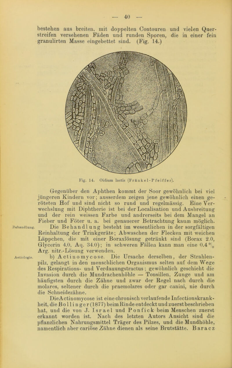 Behandlung. Aetiologie. bestehen aus breiten, mit doppelten Contouren und vielen Quer- streifen versehenen Fäden und runden Sporen, die in einer fein granulirten Masse eingebettet sind. (Fig. 14.) Fig. 14. Oidium lactis (Fränkel-Pfeiffer). Gegenüber den Aphthen kommt der Soor gewöhnlich bei viel jüngeren Kindern vor; ausserdem zeigen jene gewöhnlich einen ge- röteten Hof und sind nicht so rund und regelmässig. Eine Ver- wechslung mit Diphtherie ist bei der Localisation und Ausbreitung und der rein weissen Farbe und andrerseits bei dem Mangel an Fieber und Föter u. a. bei genauerer Betrachtung kaum möglich. Die Behandlung besteht im wesentlichen in der sorgfältigen Reinhaltung der Trinkgeräte; Abwaschen der Flecken mit weichen Läppchen, die mit einer Boraxlösung getränkt sind (Borax 2.0, Glycerin 4.0, Aq. 34.0); in schweren Fällen kann man eine 0.4°/'0 Arg. nitr.-Lösung verwenden. b) Actinomycose. Die Ursache derselben, der Strahlen- pilz, gelangt in den menschlichen Organismus selten auf dem Wege des Respirations- und Verdauungstractus ; gewöhnlich geschieht die Invasion durch die Mundrachenhöhle — Tonsillen. Zunge und am häufigsten durch die Zähne und zwar der Regel nach durch die molares, seltener durch die praemolares oder gar canini, nie durch die Schneidezähne. DieActinomycose ist eine chronisch verlaufende Infectionskrank- heit, die B o 11 i n g e r (1877) beim R inde entdeckt und zuerst beschrieben hat, und die von J. Israel und Ponfick beim Menschen zuerst erkannt worden ist. Nach des letzten Autors Ansicht sind die pflanzlichen Nahrungsmittel Träger des Pilzes, und die Mundhöhle, namentlich aber cariöse Zähne dienen als seine Brutstätte. Baracz