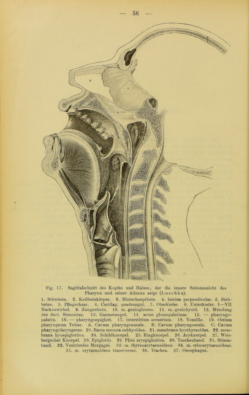 Fig. 17. Sagittalschnitt des Kopfes und Halses, der die innere Seitenansicht des Pharynx und seiner Adnexa zeigt (Luschka). 1. Stirnbein. 2. Keilbeinkörper. 3. Hinterhauptbein. 4. lamina perpendicular. d. Sieb- beins. 5. Pflugschaar. G. Cartilag. quadrangul. 7. Oberkiefer. 8. Unterkiefer. I—VII Nackenwirbel. 9. Zungenbein. 10. m. genioglossus. 11. m. geniohyoid. 12. Mündung des duct. Stenonian. 13. Gaumensegel. 11. arcus glossopalatinus. 15. — pharyngo- palatin. 16. — pliaryngoepiglott. 17. interstitium arcuarium. 18. Tonsille. 19. Ostium pharyngeum Tubae. A. Cavum pliaryngonasale. B. Cavum pharyngoorale. C. Cavum pharvngolaryngeum. 20. Bursa mucosa subhyoidea. 21. niembrana hvothyreoidea. 22. niem- brana livoepiglottica. 24. Schildknorpel. 25. Ringknorpel. 26. Aryknorpel. 27. Wris- bergsclier Knorpel. 28. Epiglottis. 29. Plica arvepiglottica. 30. Taschenband. 31. Stimni- band. 32. Ventriculus Morgagni. 33. m. thyreoarytaenoideus. 34. m. cricoarytaenoideus. 35. m. arytaenoideus transversus. 36. Trachea. 37. Oesophagus.