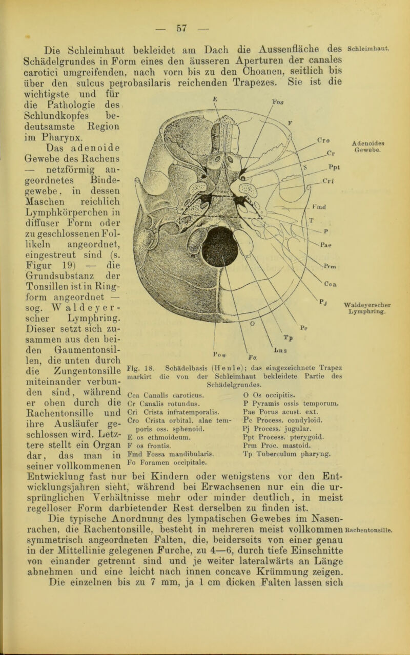 Adenoides Gewebe. Die Schleimhaut bekleidet am Dach die Aussenfläche des Schleimhaut. Schädelgrundes in Form eines den äusseren Aperturen der canales carotici umgreifenden, nach vorn bis zu den Choanen, seitlich bis über den sulcus petrobasilaris reichenden Trapezes. Sie ist die wichtigste und für die Pathologie des Schlundkopfes be- deutsamste Region im Pharynx. Das adenoide Gewebe des Rachens — netzförmig an- geordnetes Binde- gewebe , in dessen Maschen reichlich Lymphkörperchen in diffuser Form oder zu geschlossenen Fol- likeln angeordnet, eingestreut sind (s. Figur 19) — die Grundsubstanz der Tonsillen ist in Ring- form angeordnet — sog. W a 1 d e y e r - scher Lympbring. Dieser setzt sich zu- sammen aus den bei- den Gaumentonsil- len, die unten durch rlip Znno-pntonqillp F>g- 18- Schädelbasis (Heule); das eingezeichnete Trapez ... •. ° , markirt die von der Schleimhaut bekleidete Partie des miteinander verbun- Schädelgrundes, den sind, während Cca Canalis caroticus. er oben durch die Cr Canalis rotundus. Rachentonsille und Cri Crista infratemporalis. ihre Ausläufer ge- Cr0 ?rista orbi.tal- alae tem‘ schlossen wird. Letz- £ os ethmoideum. tere stellt ein Organ f os frontis. dar, das man in Fmd Fossa mandibularis. seiner vollkommenen Fo Foramen occiPitale' Entwicklung fast nur bei Kindern oder wenigstens vor den Ent- wicklungsjahren sieht, während bei Erwachsenen nur ein die ur- sprünglichen Verhältnisse mehr oder minder deutlich, in meist regelloser Form darbietender Rest derselben zu finden ist. Die typische Anordnung des lympatischen Gewebes im Nasen- rachen, die Rachentonsille, besteht in mehreren meist vollkommen Rachentonsme. symmetrisch angeordneten Falten, die, beiderseits von einer genau in der Mittellinie gelegenen Furche, zu 4—6, durch tiefe Einschnitte von einander getrennt sind und je weiter lateralwärts an Länge abnehmen und eine leicht nach innen concave Krümmung zeigen. Die einzelnen bis zu 7 mm, ja 1 cm dicken Falten lassen sich Voa Cro I' l’ae r m Cca Cns Waldeyerscher Lymphring. O Os occipitis. P Pyramis ossis temporum. Pae Porus acust. ext. Pc Process. condvloid. Pj Process. jugular. Ppt Process. pterygoid. Prm Pröc. mastoid. Tp Tuberculum pharyng.