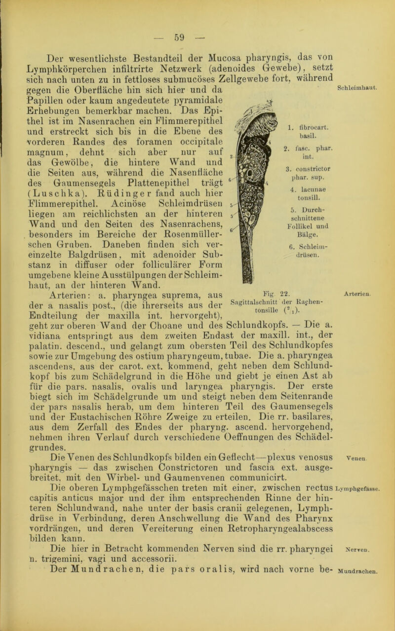 Der wesentlichste Bestandteil der Mucosa pharyngis, das von Lyraphkörperchen infiltrirte Netzwerk (adenoides Gewebe), setzt sich nach unten zu in fettloses submucöses Zellgewebe fort, während gegen die Oberfläche hin sich hier und da Papillen oder kaum angedeutete pyramidale Erhebungen bemerkbar machen. Das Epi- thel ist im Nasenrachen ein Elimmerepithel und erstreckt sich bis in die Ebene des vorderen Bandes des foramen occipitale magnum, dehnt sich aber nur auf das Gewölbe, die hintere Wand und die Seiten aus, während die Nasenfläche des Gaumensegels Plattenepithel trägt (Luschka). Rüdinger fand auch hier Elimmerepithel. Acinöse Schleimdrüsen liegen am reichlichsten an der hinteren Wand und den Seiten des Nasenrachens, besonders im Bereiche der Rosenmüller- schen Gruben. Daneben finden sich ver- einzelte Balgdrüsen, mit adenoider Sub- stanz in diffuser oder folliculärer Form umgebene kleine Ausstülpungen der Schleim- haut, an der hinteren Wand. der a nasalis post., (die ihrerseits aus der Endteilung der maxilla int. hervorgeht), geht zur oberen Wand der Choane und des Schlundkopfs. — Die a. vidiana entspringt aus dem zweiten Endast der maxill. int., der palatin. descend., und gelangt zum obersten Teil des Schlundkopfes sowie zur Umgebung des ostium pharyngeum, tubae. Die a. pharyngea ascendens, aus der carot. ext. kommend, geht neben dem Schlund- kopf bis zum Schädelgrund in die Höhe und giebt je einen Ast ab für die pars, nasalis, ovalis und laryngea pharyngis. Der erste biegt sich im Schädelgrunde um und steigt neben dem Seitenrande der pars nasalis herab, um dem hinteren Teil des Gaumensegels und der Eustachischen Röhre Zweige zu erteilen. Die rr. basilares, aus dem Zerfall des Endes der pharyng. ascend. hervorgehend, nehmen ihren Verlauf durch verschiedene Oeffnungen des Schädel- grundes. Die Venen des Schlundkopfs bilden ein Geflecht—plexus venosus Venen pharyngis — das zwischen Constrictoren und fascia ext. ausge- breitet. mit den Wirbel- und Gaumenvenen communicirt. Die oberen Lymphgefässclien treten mit einer, zwischen rectus L.vmphgefässe. capitis anticus major und der ihm entsprechenden Rinne der hin- teren Schlundwand, nahe unter der basis cranii gelegenen, Lymph- drüse in Verbindung, deren Anschwellung die Wand des Pharynx vordrängen, und deren Vereiterung einen Retropharyngealabscess bilden kann. Die hier in Befracht kommenden Nerven sind die rr. pharyngei Nerren. n. trigemini, vagi und accessorii. Der Mund rache n, die pars oralis, wird nach vorne be- Mundrachen. Schleimhaut. 1. tibrocart. basil. 2. fase. phar. int. 3. constrictor pliar. sup. 4. lacunae tonsill. 5. Durch- schnittene Follikel und Bälge. 6. Schleim- drüsen. Sagittalschnitt der Raphen- tonsille (2 ,).