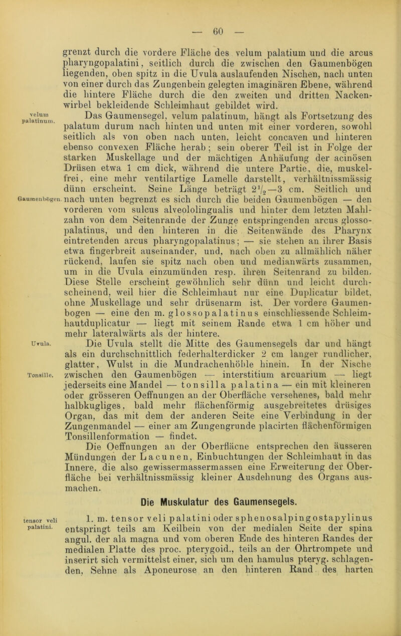 grenzt durch die vordere Fläche des velum palatium und die arcus pharyngopalatini, seitlich durch die zwischen den Gaumenbögen liegenden, oben spitz in die Uvula auslaufenden Nischen, nach unten von einer durch das Zungenbein gelegten imaginären Ebene, während die hintere Fläche durch die den zweiten und dritten Nacken- wirbel bekleidende Schleimhaut gebildet wird, paiaünun, Das Daumensegel, velum palatinum, hängt als Fortsetzung des palatum durum nach hinten und unten mit einer vorderen, sowohl seitlich als von oben nach unten, leicht concaven und hinteren ebenso convexen Fläche herab ; sein oberer Teil ist in Folge der starken Muskellage und der mächtigen Anhäufung der acinösen Drüsen etwa 1 cm dick, während die untere Partie, die, muskel- frei, eine mehr ventilartige Lamelle darstellt, verhältnissmässig dünn erscheint. Seine Länge beträgt 2J/2—3 cm. Seitlich und Gaumenbögen. nach unten begrenzt es sich durch die beiden Gaumenbögen — den vorderen vom sulcus alveololingualis und hinter dem letzten Mahl- zahn von dem Seitenrande der Zunge entspringenden arcus glosso- palatinus, und den hinteren in die Seitenwände des Pharynx eintretenden arcus pharyngopalatinus; — sie stehen an ihrer Basis etwa fingerbreit auseinander, und, nach oben zu allmählich näher rückend, laufen sie spitz nach oben und medianwärts zusammen, um in die Uvula einzumünden resp. ihren Seitenrand zu bilden. Diese Stelle erscheint gewöhnlich sehr dünn und leicht durch- scheinend, weil hier die Schleimhaut nur eine Duplicatur bildet, ohne Muskellage und sehr drüsenarm ist. Der vordere Gaumen- bogen — eine den m. glossopalatinus einschliessende Schleim- hautduplicatur — liegt mit seinem Rande etwa 1 cm höher und mehr lateralwärts als der hintere. uruia. Die Uvula stellt die Mitte des Gaumensegels dar und hängt als ein durchschnittlich federhalterdicker 2 cm langer rundlicher, glatter, Wulst in die Mundrachenhöhle hinein. In der Nische Tonsiiie. zwischen den Gaumenbögen — interstitium arcuarium — liegt jederseits eine Mandel — tonsilla palatina — ein mit kleineren oder grösseren Oeffnungen an der Oberfläche versehenes, bald mehr halbkugliges, bald mehr flächenförmig ausgebreitetes drüsiges Organ, das mit dem der anderen Seite eine Verbindung in der Zungenmandel — einer am Zungengrunde placirten flächenförmigen Tonsillenformation — findet. Die Oeffnungen an der Oberfiäcne entsprechen den äusseren Mündungen der Lacunen, Einbuchtungen der Schleimhaut in das Innere, die also gewissermassermassen eine Erweiterung der Ober- fläche bei verhältnissmässig kleiner Ausdehnung des Organs aus- machen. Die Muskulatur des Gaumensegels. tensor veii 1. m. tensor veli palatini oder sphenosalpingostapylinus paiatini. entspringt teils am Keilbein von der medialen Seite der spina angul. der ala magna und vom oberen Ende des hinteren Randes der medialen Platte des proc. pterygoid., teils an der Ohrtrompete und inserirt sich vermittelst einer, sich um den hamulus pteryg. schlagen- den, Sehne als Aponeurose an den hinteren Rand des harten