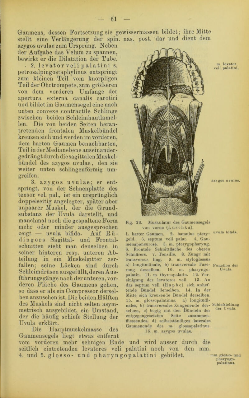 Gaumens, dessen Fortsetzung sie gewissermassen bildet; ihre Mitte stellt eine Verlängerung der spin. nas. post, dar und dient dem azygos uvulae zum Ursprung. Neben der Aufgabe das Velum zu spannen, bewirkt er die Dilatation der Tube. . 2. levatorvelipalatini s. petrosalpingostaphylinus entspringt zum kleinen Teil vom knorpligen Teil der Ohrtrompete, zum gröfseren von dem vorderen Umfange der apertura externa canalis carotici und bildet im Gaumensegel eine nach unten convexe contractile Schlinge zwischen beiden Schleimhautlamel- len. Die von beiden Seiten heran- tretenden frontalen Muskelbündel kreuzen sich und werden im vorderen, dem harten Gaumen benachbarten, Teil in der Medianebene auseinander- gedrängt durch die sagittalen Muskel- bündel des azygos uvulae, den sie weiter unten schlingenförmig um- greifen. m levator veli palatini. Fig. 23. 3. azygos uvulae; er ent- springt, von der Sehnenplatte des tensor vel. pal., ist ein ursprünglich doppelseitig angelegter, später aber unpaarer Muskel, der die Grund- substanz der Uvula darstellt, und manchmal noch die gespaltene Form mehr oder minder ausgesprochen zeigt — uvula bifida. Auf JEtü- dingers Sagittal- und Frontal- schnitten sieht man denselben in seiner hinteren resp. unteren Ab- teilung in ein Muskelgitter zer- fallen; seine Lücken sind durch Schleimdrüsen ausgefüllt, deren Aus- führungsgänge nach der unteren, vor- deren Fläche des Gaumens gehen, so dass er als ein Compressor dersel- ben anzusehen ist. Die beiden Hälften des Muskels sind nicht selten asym- metrisch ausgebildet, ein Umstand, der die häufig schiefe Stellung der Uvula erklärt. Die Hauptmuskelmasse des Gaumensegels liegt etwas entfernt vom vorderen mehr sehnigen Ende und wird ausser seitlich eintretenden levatores veli palatini noch von 4. und 5. glosso- und pharyngopalatini azygos uvulae. Muskulatur des Gaumensegels von vorne (Luschka). 1. harter Gaumen. 2. hamulus ptery- goid. 3. septum veli palat. 4. Gau- menaponeurose. 5. m. ptervgopharyng. 6. Frontale Schnittfläche des oberen Schnürers. 7. Tonsille. 8. Zunge mit transversus ling. 9. m. styloglossus a) longitudinale, b) transversale Fase- rung desselben. 10. m. pharyngo- palatin. 11. in. thyreopalatin. 12. Ver- einigung der levatores veli. 13. An das septum veli (K a p li e) sich anhef- tende Bündel derselben. 14. In der Mitte sich kreuzende Bündel derselben. 15. m. glossopalatinus. a) longitudi- nales. b) transversales Zungenende der- selben, c) bogig mit den Bündeln der entgegengesetzten Seite zusammen- fliessendes, d) selbstständiges laterales Gaumenende des m. glossopalatinus. 16. m. azygos uvulae. uvula bifida. Function der Uvula. Schiefstellung der Uvula. durch den die mm. gebildet. mm. glosso- und pharyngo- palatinus.