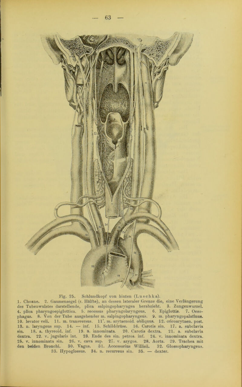 Fig. 25. Schlundkopf von hinten (Luschka). 1. Choane. 2. Gaumensegel (r. Hälfte), an dessen lateraler Grenze die, eine Verlängerung des Tubenwulstes darstellende, plica salpingopharvngea herabzieht. 3. Zungenwurzel. 4. plica pharyngoepiglottica. 5. recessus pharyngolarvngeus. 6. Epiglottis. 7. Oeso- phagus. 8. Von der Tube ausgehender m. salpingopharyngeus. 9. m. pharyngopalatinus. 10. levator veli. 11. m. transversus. 11’. m. arytaenoid. obliquus. 12. cricoarytaen. post. 13. n. laryngeus sup. 14. — inf. 15. Schilddrüse. 16. Carotis sin. 17. a. subclavia sin. 18. a. thyreoid. inf. 19. a. innominata. 20. Carotis dextra. 21. a. subclavia dextra. 22. v. jugularis int. 23. Ende des sin. petros. inf. 24. v. innominata dextra. 25. v. innominata sin. 26. v. cava sup. 27. v. azygos. 28. Aorta. 29. Trachea mit den beiden Bronchi. 30. Vagus. 31. Accessorius Willisii. 32. Glossopharyngeus. 33. Hvpoglo8SU8. 34. n. recurreus sin. 35. — dexter.
