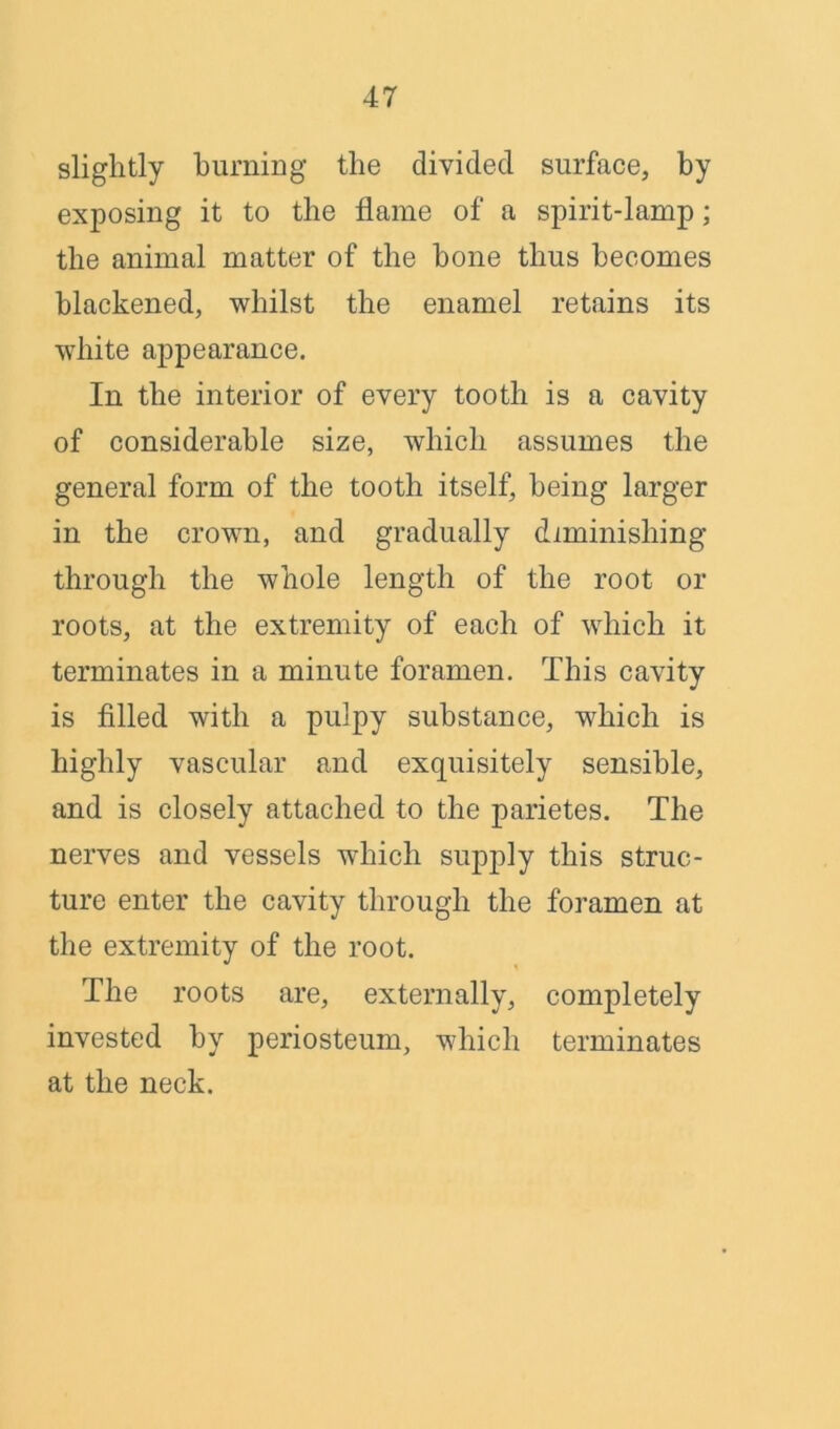 slightly burning the divided surface, by exposing it to the flame of a spirit-lamp; the animal matter of the bone thus becomes blackened, whilst the enamel retains its white appearance. In the interior of every tooth is a cavity of considerable size, which assumes the general form of the tooth itself, being larger in the crown, and gradually diminishing through the whole length of the root or roots, at the extremity of each of which it terminates in a minute foramen. This cavity is filled with a pulpy substance, which is highly vascular and exquisitely sensible, and is closely attached to the parietes. The nerves and vessels which supply this struc- ture enter the cavity through the foramen at the extremity of the root. The roots are, externally, completely invested by periosteum, which terminates at the neck.