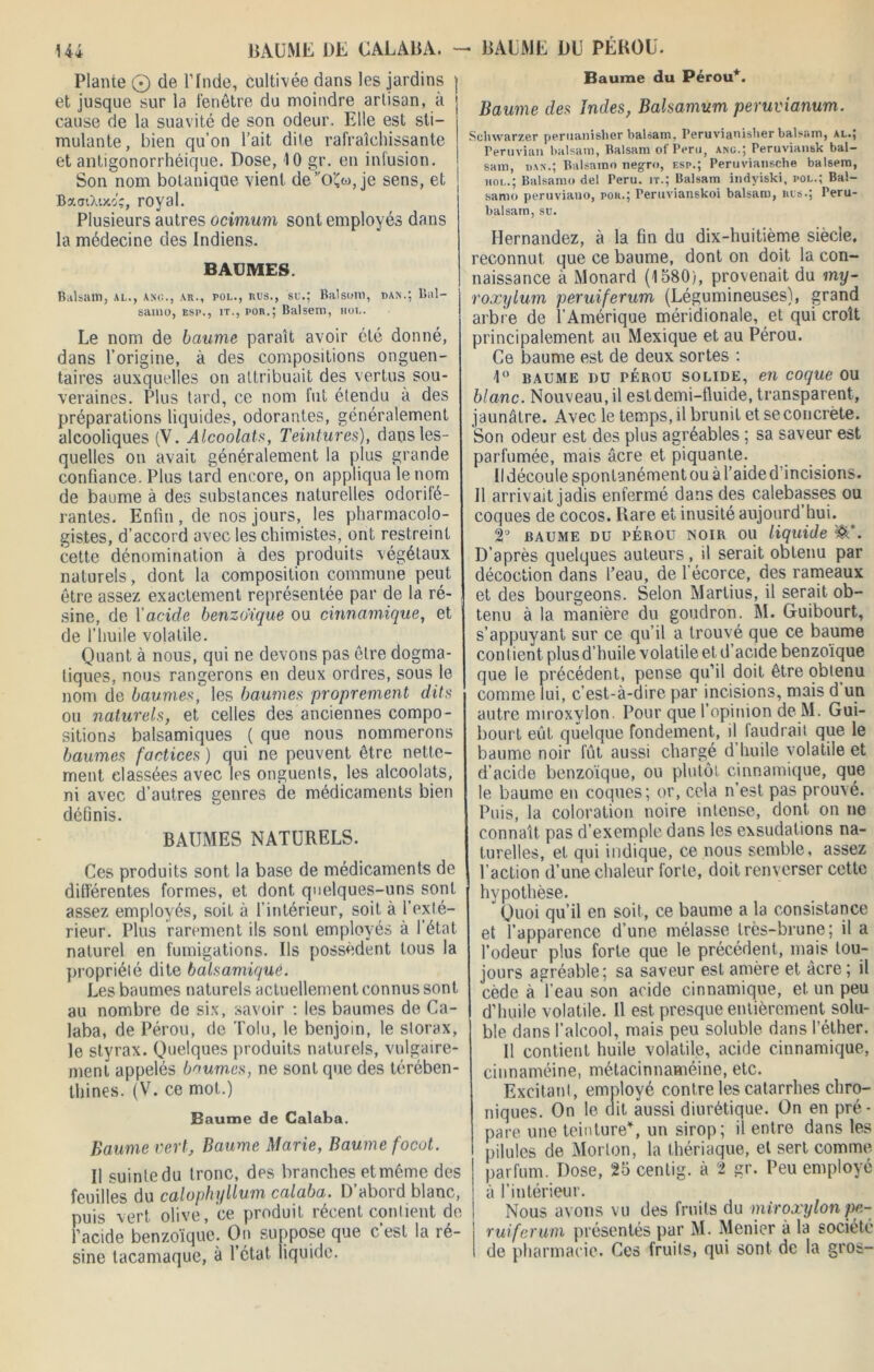 Plante 0 de l’fnde, cultivée dans les jardins et jusque sur la fenêtre du moindre artisan, à cause de la suavité de son odeur. Elle est sti- mulante, bien qu’on l’ait dite rafraîchissante et antigonorrhéique. Dose, 10 gr. en infusion. Son nom botanique vient de’'o'£co, je sens, et BaaiXuoç, royal. Plusieurs autres ocimum sont employés dans la médecine des Indiens. BAUMES. Biilsatn, al., axg., ab., pol., bus., su.; Balsuro, dan.; Bal- samo, esp., it., pob.; Balsem, moi.. Le nom de baume paraît avoir été donné, dans l’origine, à des compositions onguen- taires auxquelles on attribuait des vertus sou- veraines. Plus tard, ce nom fut étendu à des préparations liquides, odorantes, généralement alcooliques (V. Alcoolats, Teintures), dans les- quelles on avait généralement la plus grande confiance. Plus tard encore, on appliqua le nom de baume à des substances naturelles odorifé- rantes. Enfin , de nos jours, les pharmacolo- gistes, d’accord avec les chimistes, ont restreint cette dénomination à des produits végétaux naturels, dont la composition commune peut être assez exactement représentée par de la ré- sine, de Xacide benzoïque ou cinnamique, et de l’huile volatile. Quant à nous, qui ne devons pas être dogma- tiques, nous rangerons en deux ordres, sous le nom de baumes, les baumes proprement dits ou naturels, et celles des anciennes compo- sitions balsamiques ( que nous nommerons baumes factices ) qui ne peuvent être nette- ment classées avec les onguents, les alcoolats, ni avec d’autres genres de médicaments bien définis. BAUMES NATURELS. Ces produits sont la base de médicaments de différentes formes, et dont quelques-uns sont, assez employés, soit à l’intérieur, soit à l’exté- rieur. Plus rarement ils sont employés à l’état naturel en fumigations. Us possèdent tous la propriété dite balsamique. Les baumes naturels actuellement connus sont au nombre de six, savoir : les baumes de Ca- laba, de Pérou, de Tolu, le benjoin, le storax, le styrax. Quelques produits naturels, vulgaire- ment appelés baumes, ne sont que des térében- thines. (V. ce mot.) Baume de Calaba. Baume vert. Baume Marie, Baume focot. Il suinte du tronc, des branches et même des feuilles du calophyllum calaba. D’abord blanc, puis vert olive, ce produit récent contient de l’acide benzoïque. On suppose que c’est la ré- sine tacamaque, à l’état liquide. Baume du Pérou*. Baume des Indes, Balsamum peruvianum. Schwarzer peruanisher balsam, Peruvianisher balsam, al.; Périmai! balsam, Balsam of Peru, ang.; Peruviansk bal- sam, dan.; Balsamo negro, esp.; Peruviansche balsem, aol..; Balsamo del Peru. it.; Balsam indyiski, i*ol.; Bal- samo peruviauo, pok.; Peruvianskoi balsam, bus.; Peru- balsam, su. Hernandez, à la fin du dix-huitième siècle, reconnut que ce baume, dont on doit la con- naissance à Monard (1580), provenait du iny- roxylum peruiferum (Légumineuses), grand arbre de l’Amérique méridionale, et qui croît principalement au Mexique et au Pérou. Ce baume est de deux sortes : 1° baume du Pérou solide, en coque ou blanc. Nouveau.il est demi-fluide, transparent, jaunâtre. Avec le temps, il brunit et se concrète. Son odeur est des plus agréables ; sa saveur est parfumée, mais âcre et piquante. Il découle spontanément ou à l’aide d’incisions. 11 arriv ait jadis enfermé dans des calebasses ou coques de cocos. Rare et inusité aujourd’hui. 2° baume du Pérou noir ou liquide W. D’après quelques auteurs, il serait obtenu par décoction dans l’eau, de l’écorce, des rameaux et des bourgeons. Selon Martius, il serait ob- tenu à la manière du goudron. M. Guibourt, s’appuyant sur ce qu’il a trouvé que ce baume con I ient plus d’huile volatile et d’acide benzoïque que le précédent, pense qu’il doit être obtenu comme lui, c’est-à-dire par incisions, mais d'un autre nuroxylon Pour que l’opinion de M. Gui- bourt eût quelque fondement, il faudrait que le baume noir fût aussi chargé d’huile volatile et d’acide benzoïque, ou plutôt cinnamique, que le baume en coques; or, cela n’est pas prouvé. Puis, la coloration noire intense, dont on ne connaît pas d’exemple dans les exsudations na- turelles, et qui indique, ce nous semble, assez l’action d’une chaleur forte, doit renverser cette hypothèse. ’ Quoi qu’il en soit, ce baume a la consistance et l’apparence d’une mélasse très-brune; il a l’odeur plus forte que le précédent, mais tou- jours agréable; sa saveur est amère et âcre; il cède à l’eau son acide cinnamique, et un peu d’huile volatile. 11 est presque entièrement solu- ble dans l’alcool, mais peu soluble dans l’éther. Il contient huile volatile, acide cinnamique, cinnaméine, métacinnaméine, etc. Excitant, employé contre les catarrhes chro- niques. On le ait aussi diurétique. On en pré- pare une teinture*, un sirop; il entre dans les pilules de Morton, la thériaque, et sert comme parfum. Dose, 25 centig. à 2 gr. Peu employé à l’intérieur. Nous avons vu des fruits du miroxylon pe- ruiferum présentés par M. Menier à la société de pharmacie. Ces fruits, qui sont de la gros-