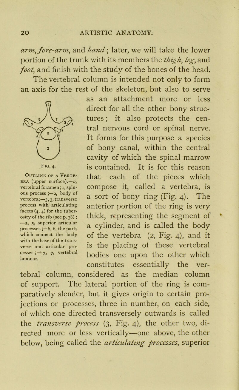 arm. fore-arm, and hand ; later, we will talce the lower portion of the trunk with its members the thigh, leg, and foot, and finish with the study of the bones of the head. The vertébral column is intended not only to form an axis for the rest of the skeleton, but also to serve as an attachment more or less direct for ail the other bony struc- tures ; it also protects the cen- tral nervous cord or spinal nerve. It forms for this purpose a species of bony canal, within the central cavity of which the spinal marrow is contained. It is for this reason that each of the pièces which compose it, called a vertebra, is a sort of bony ring (Fig. 4). The anterior portion of the ring is very thick, representing the segment of a cylinder, and is called the body of the vertebra (2, Fig. 4), and it is the placing ot these vertébral bodies one upon the other which constitutes essentially the ver- tébral column, considered as the médian column of support. The latéral portion of the ring is com- paratively slender, but it gives origin to certain pro- jections or processcs, three in numbcr, on each side, of which one directed transversely outwards is called the transverse process (3, Fig. 4), the other two, di- rected more or less vertically—one above, the other below, being called the articulatiug processcs, superior OUTLINE OF A VERTE- BRA (upper surface).—o, vertébral foramen; i, spin- ous process ;—2, body of vertebra;—3,3, transverse process with articulating facets (4, 4) for the tuber- osity of the rib (see p. 38) ; —5, 5, superior articular processes ;—6, 6, the parts which connect the body with the base of the trans- verse and articular pro- cesses ; — 7, 7, vertébral laminar.