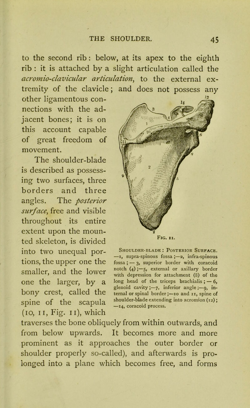 12 to the second rib : below, at its apex to the eighth rib : it is attached by a slight articulation called the acromio-claviciilar articulation, to the external ex- tremity of the clavicle ; and does not possess any other ligamentous con- nections with the ad- jacent bones; it is on this account capable of great freedom of movement. The shoulder-blade is described as possess- ing two surfaces, three bord ers and three angles. The posterior surface, free and visible throughout its entire extent upon the moun- ted skeleton, is divided into two unequal por- tions, the upper one the smaller, and the lower one the larger, by a bony crest, called the spine of the scapula (io, 11, Fig. 11), which traverses the bone obliquely from within outwards, and from below upwards. It becomes more and more prominent as it approaches the outer border or shoulder properly so-called), and afterwards is pro- ionged into a plane which becomes free, and forms Shoulder-blade : Posterior Surface. —x, supra-spinous fossa ;—2, infra-spinous fossa ; — 3, superior border with coracoid notch (4) ;—s, external or axillary border with dépréssion for attachment (8) of the long head of the triceps brachialis ; — 6, glenoid cavity ;—7, inferior angle ;—9, in- ternai or spinal border;—10 and n, spine of shoulder-blade extending into acromion (12) ; —14, coracoid process.