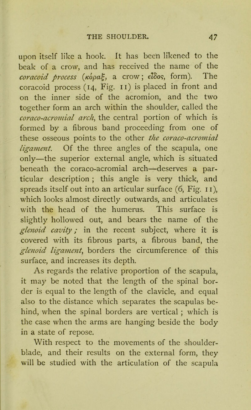 upon itself like a hook. It lias been likened to the beak of a crow, and lias received the name of the coracoid process (kopat;, a crow ; eISoç, form). The coracoid process (14, Fig. n) is placed in front and 011 the inner side of the acromion, and the two together form an arch within the shoulder, called the coraco-acromial arch, the central portion of which is formed by a fibrous band proceeding from one of tliese osseous points to the other the coraco-acromial ligament. Of the three angles of the scapula, one only—the superior external angle, which is situated beneath the coraco-acromial arch—deserves a par- ticular description ; this angle is very thick, and spreads itself out into an articular surface (6, Fig. 11), which looks almost directly outwards, and articulâtes with the head of the humérus. This surface is slightly hollowed out, and bears the name of the glenoid cavity ; in the recent subject, where it is covered with its fibrous parts, a fibrous band, the glenoid ligament, borders the circumference of this surface, and increases its depth. As regards the relative proportion of the scapula, it may be noted that the length of the spinal bor- der is equal to the length of the clavicle, and equal also to the distance which séparâtes the scapulas be- hind, when the spinal borders are vertical ; which is the case when the arms are hanging beside the body in a state of repose. With respect to the movements of the shoulder- biade, and their results on the external form, tliey will be studied with the articulation of the scapula