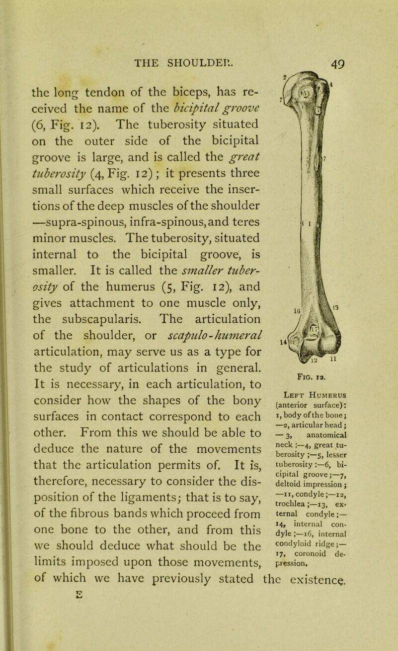 r i lü 13 the long tendon of the biceps, lias re- ceived the name of the bicipital groove (6, Fig. 12). The tuberosity situated on the outer side of the bicipital groove is large, and is called the great tuberosity (4, Fig. 12) ; it présents three small surfaces which receive the inser- tions of the deep muscles of the shoulder —supra-spinous, infra-spinous,and teres minor muscles. The tuberosity, situated internai to the bicipital groove, is smaller. It is called the smaller tuber- osity of the humérus (5, Fig. 12), and gives attachment to one muscle only, the subscapularis. The articulation of the shoulder, or scapulo-humerai articulation, may serve us as a type for the study of articulations in general. It is necessary, in each articulation, to consider how the shapes of the bony surfaces in contact correspond to each other. From this we should be able to deduce the nature of the movements that the articulation permits of. It îs, therefore, necessary to consider the dis- position of the ligaments; that is to say, of the fibrous bands which proceed from one bone to the other, and from this we should deduce what should be the limits imposed upon those movements, of which we hâve previously stated the existence n Fig. 12. Left Humérus (anterior surface) : 1, body of the boue ; —2, articular head ; — 3, anatomical neck ;—4, great tu- berosity 5, lesser tuberosity :—6, bi- cipital groove;—7, deltoid impression ; —11, condyle ;—12, trochlea 5—13, ex- ternal condyle 14, internai con- dyle ;—16, internai condyloid ridge ;— 17, coronoid de- pression.