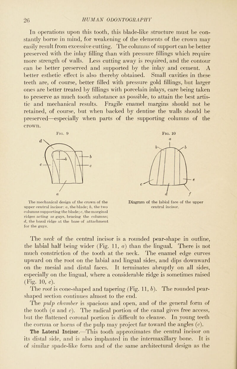 In operations upon this tooth, this blade-like structure must he con- stantly borne in mind, for weakening of the elements of the crown may easily result from excessive cutting. The columns of support can be better preserved with the inlay filling than with pressure fillings which require more strength of walls. Less cutting away is required, and the contour can be better preserved and supported by the inlay and cement. A better esthetic effect is also thereby obtained. Small cavities in these teeth are, of course, better filled with pressure gold fillings, but larger ones are better treated by fillings with porcelain inlays, care being taken to preserve as much tooth substance as possible, to attain the best artis- tic and mechanical results. Fragile enamel margins should not be retained, of course, but when backed by dentine the walls should be preserved—especially when parts of the supporting columns of the crown. Fig. 9 The mechanical design of the crown of the upper central incisor: a, the blade; b, the two columns supporting the blade; c, the marginal ridges acting as guys, bracing the columns; d, the basal ridge at the base of attachment for the guys. Fig. 10 a Diagram of the labial face of the upper central incisor. The neck of the central incisor is a rounded pear-shape in outline, the labial half being wider (Fig. 11, a) than the lingual. There is not much constriction of the tooth at the neck. The enamel edge curves upward on the root on the labial and lingual sides, and dips downward on the mesial and distal faces. It terminates abruptly on all sides, especially on the lingual, where a considerable ridge is sometimes raised (Fig. 10, c). The root is cone-shaped and tapering (Fig. 11, b). The rounded pear- shaped section continues almost to the end. The pulp chamber is spacious and open, and of the general form of the tooth (a and c). The radical portion of the canal gives free access, but the flattened coronal portion is difficult to cleanse. In young teeth the cornua or horns of the pulp may project far toward the angles (c). The Lateral Incisor.—This tooth approximates the central incisor on its distal side, and is also implanted in the intermaxillary bone. It is