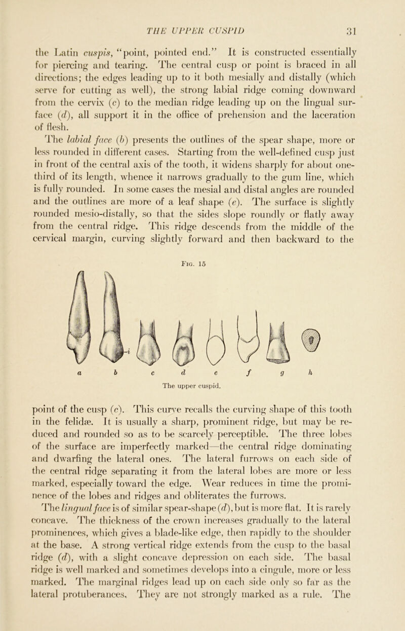 the Latin cuspis, “point, pointed end.” It is constructed essentially for piercing and tearing. The central cusp or point is braced in all directions; the edges leading up to it both mesially and distally (which serve for cutting as well), the strong labial ridge corning downward from the cervix (c) to the median ridge leading up on the lingual sur- face (d), all support it in the office of prehension and the laceration of flesh. The labial face (b) presents the outlines of the spear shape, more or less rounded in different cases. Starting from the well-defined cusp just in front of the central axis of the tooth, it widens sharply for about one- third of its length, whence it narrows gradually to the gum line, which is fully rounded. In some cases the mesial and distal angles are rounded and the outlines are more of a leaf shape (e). The surface is slightly rounded mesio-distally, so that the sides slope roundly or flatly away from the central ridge. This ridge descends from the middle of the cervical margin, curving slightly forward and then backward to the The upper cuspid. point of the cusp (c). This curve recalls the curving shape of this tooth in the felidae. It is usually a sharp, prominent ridge, but may be re- duced and rounded so as to be scarcely perceptible. The three lobes of the surface are imperfectly marked—the central ridge dominating and dwarfing the lateral ones. The lateral furrows on each side of the central ridge separating it from the lateral lobes are more or less marked, especially toward the edge. Wear reduces in time the promi- nence of the lobes and ridges and obliterates the furrows. The lingual face is of similar spear-shape (d), but is more flat. It is rarely concave. The thickness of the crown increases gradually to the lateral prominences, which gives a blade-like edge, then rapidly to the shoulder at the base. A strong vertical ridge extends from the cusp to the basal ridge (d), with a slight concave depression on each side. The basal ridge is well marked and sometimes develops into a cingule, more or less marked. The marginal ridges lead up on each side only so far as the lateral protuberances. They are not strongly marked as a rule. The