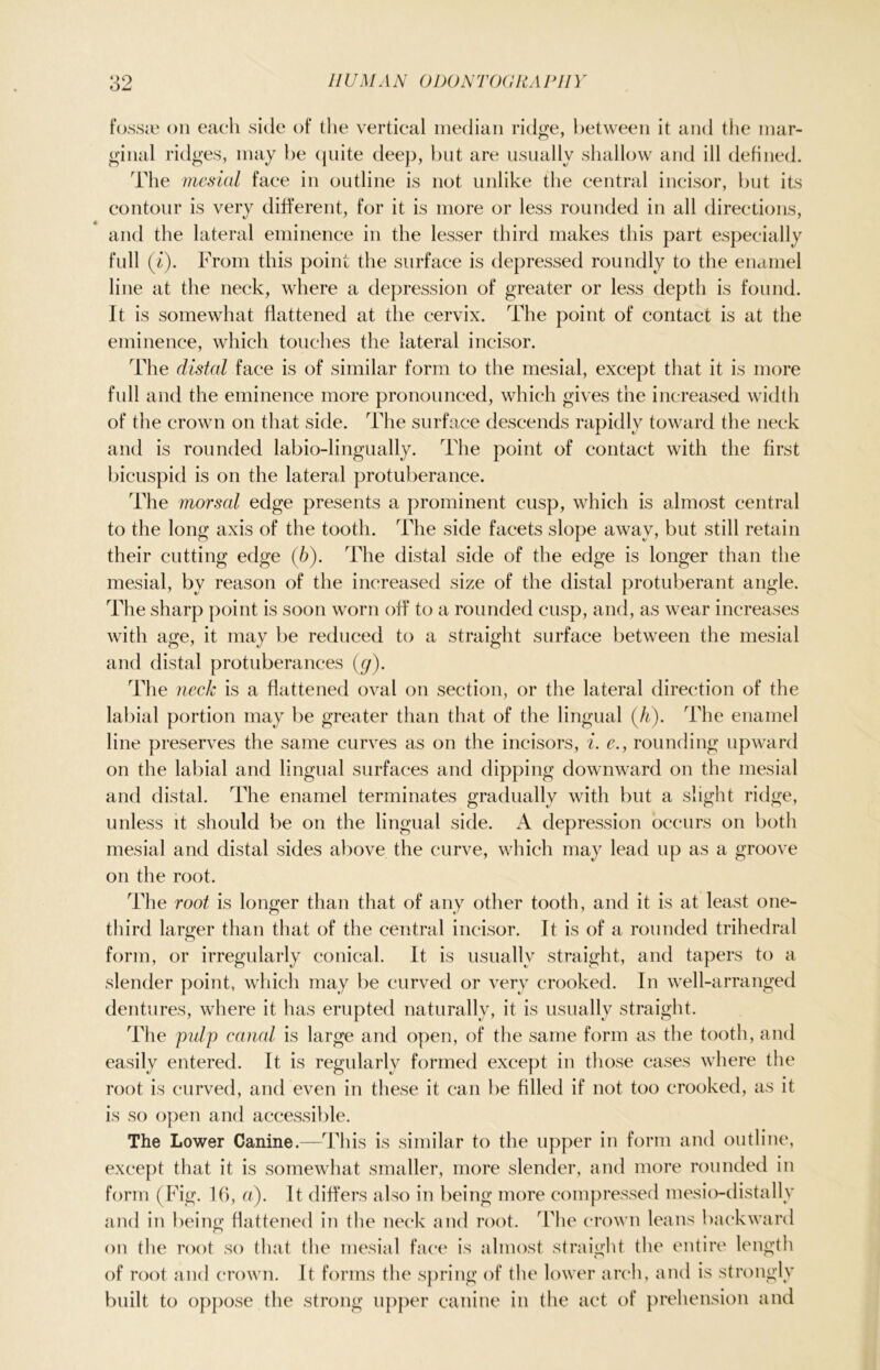 fossae on each side of the vertical median ridge, between it and the mar- ginal ridges, may be quite deep, but are usually shallow and ill defined. The mesial face in outline is not unlike the central incisor, but its contour is very different, for it is more or less rounded in all directions, and the lateral eminence in the lesser third makes this part especially full (i). From this point the surface is depressed roundly to the enamel line at the neck, where a depression of greater or less depth is found. It is somewhat flattened at the cervix. The point of contact is at the eminence, which touches the lateral incisor. The distal face is of similar form to the mesial, except that it is more full and the eminence more pronounced, which gives the increased width of the crown on that side. The surface descends rapidly toward the neck and is rounded labio-lingually. The point of contact with the first bicuspid is on the lateral protuberance. The morsal edge presents a prominent cusp, which is almost central to the long axis of the tooth. The side facets slope away, but still retain their cutting edge (b). The distal side of the edge is longer than the mesial, by reason of the increased size of the distal protuberant angle. The sharp point is soon worn off to a rounded cusp, and, as wear increases with age, it may be reduced to a straight surface between the mesial and distal protuberances (<y). The neck is a flattened oval on section, or the lateral direction of the labial portion may be greater than that of the lingual (h). The enamel line preserves the same curves as on the incisors, i. e., rounding upward on the labial and lingual surfaces and dipping downward on the mesial and distal. The enamel terminates gradually with but a slight ridge, unless it should be on the lingual side. A depression occurs on both mesial and distal sides above the curve, which may lead up as a groove on the root. The root is longer than that of any other tooth, and it is at least one- third larger than that of the central incisor. It is of a rounded trihedral form, or irregularly conical. It is usually straight, and tapers to a slender point, which may be curved or very crooked. In well-arranged dentures, where it has erupted naturally, it is usually straight. The pulp canal is large and open, of the same form as the tooth, and easily entered. It is regularly formed except in those cases where the root is curved, and even in these it can be filled if not too crooked, as it is so open and accessible. The Lower Canine.—This is similar to the upper in form and outline, except that it is somewhat smaller, more slender, and more rounded in form (Fig. 16, a). It differs also in being more compressed mesio-distally and in being flattened in the neck and root. The crown leans backward on the root so that the mesial face is almost straight the entire length of root and crown. It forms the spring of the lower arch, and is strongly built to oppose the strong upper canine in the act of prehension and