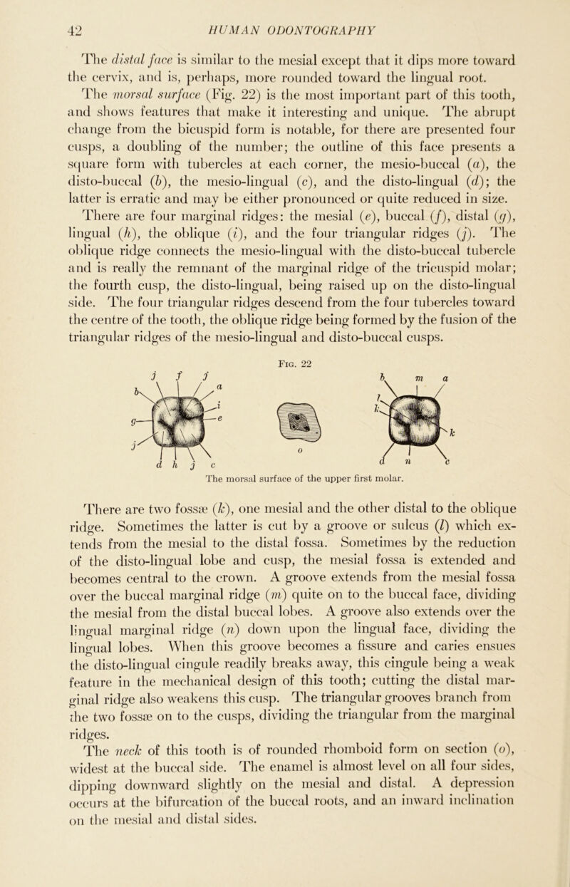 The distal face is similar to the mesial except that it dips more toward the cervix, and is, perhaps, more rounded toward the lingual root. The morsal surface (Fig. 22) is the most important part of this tooth, and shows features that make it interesting and unique. The abrupt change from the bicuspid form is notable, for there are presented four cusps, a doubling of the number; the outline of this face presents a square form with tubercles at each corner, the mesio-buccal (a), the disto-buccal (b), the mesio-lingual (c), and the disto-lingual (d); the latter is erratic and may be either pronounced or quite reduced in size. There are four marginal ridges: the mesial (e), buccal (/), distal (y), lingual Qi), the oblique (i), and the four triangular ridges (j). The oblique ridge connects the mesio-lingual with the disto-buccal tubercle and is really the remnant of the marginal ridge of the tricuspid molar; the fourth cusp, the disto-lingual, being raised up on the disto-lingual side. The four triangular ridges descend from the four tubercles toward the centre of the tooth, the oblique ridge being formed by the fusion of the triangular ridges of the mesio-lingual and disto-buccal cusps. Fig. 22 The morsal surface of the upper first molar. There are two fossae (k), one mesial and the other distal to the oblique ridge. Sometimes the latter is cut by a groove or sulcus (l) which ex- tends from the mesial to the distal fossa. Sometimes by the reduction of the disto-lingual lobe and cusp, the mesial fossa is extended and becomes central to the crown. A groove extends from the mesial fossa over the buccal marginal ridge (m) quite on to the buccal face, dividing the mesial from the distal buccal lobes. A groove also extends over the lingual marginal ridge (n) down upon the lingual face, dividing the lingual lobes. When this groove becomes a fissure and caries ensues the disto-lingual cingule readily breaks away, this cingule being a weak feature in the mechanical design of this tooth; cutting the distal mar- ginal ridge also weakens this cusp. The triangular grooves branch from die two fossae on to the cusps, dividing the triangular from the marginal ridges. The neck of this tooth is of rounded rhomboid form on section (o), widest at the buccal side. The enamel is almost level on all four sides, dipping downward slightly on the mesial and distal. A depression occurs at the bifurcation of the buccal roots, and an inward inclination on the mesial and distal sides.