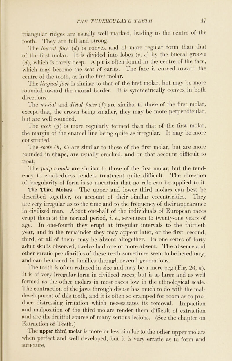 triangular ridges are usually well marked, leading to the centre of the tooth. They are full and strong. The buccal face (d) is convex and of more regular form than that of the first molar. It is divided into lobes (e, e) by the buccal groove (d), which is rarely deep. A pit is often found in the centre of the face, which may become the seat of caries. The face is curved toward the centre of the tooth, as in the first molar. The lingual face is similar to that of the first molar, but may be more rounded toward the morsal border. It is symmetrically convex in both directions. The mesial and distal faces (f) are similar to those of the first molar, except that, the crown being smaller, they may be more perpendicular, but are well rounded. The neck (g) is more regularly formed than that of the first molar, the margin of the enamel line being cjuite as irregular. It may be more constricted. The roots (h, h) are similar to those of the first molar, but are more rounded in shape, are usually crooked, and on that account difficult to treat. The gulp canals are similar to those of the first molar, but the tend- ency to crookedness renders treatment quite difficult. The direction of irregularity of form is so uncertain that no rule can be applied to it. The Third Molars.—The upper and lower third molars can best be described together, on account of their similar eccentricities. They are very irregular as to the time and to the frequency of their appearance in civilized man. About one-half of the individuals of European races erupt them at the normal period, i. e., seventeen to twenty-one years of age. In one-fourth they erupt at irregular intervals to the thirtieth year, and in the remainder they may appear later, or the first, second, third, or all of them, may be absent altogether. In one series of forty adult skulls observed, twelve had one or more absent. The absence and other erratic peculiarities of these teeth sometimes seem to be hereditary, and can be traced in families through several generations. The tooth is often reduced in size and may be a mere peg (Fig. 26, a). It is of very irregular form in civilized races, but is as large and as well formed as the other molars in most races low in the ethnological scale. The contraction of the jaws through disuse has much to do with the mal- development of this tooth, and it is often so cramped for room as to pro- duce distressing irritation which necessitates its removal. Impaction and malposition of the third molars render them difficult of extraction and are the fruitful source of many serious lesions. (See the chapter on Extraction of Teeth.) The upper third molar is more or less similar to the other upper molars when perfect and well developed, but it is very erratic as to form and structure.