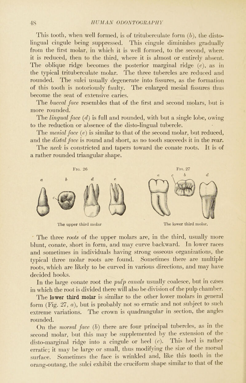 This tooth, when well formed, is of trituberculate form (b), the disto- lingual cingule being suppressed. This cingule diminishes gradually from the first molar, in which it is well formed, to the second, where it is reduced, then to the third, where it is almost or entirely absent. The oblicjue ridge becomes the posterior marginal ridge (c), as in the typical trituberculate molar. The three tubercles are reduced and rounded. The sulci usually degenerate into fissures, as the formation of this tooth is notoriously faulty. The enlarged mesial fissures thus become the seat of extensive caries. The buccal face resembles that of the first and second molars, but is more rounded. The lingual face (d) is full and rounded, with but a single lobe, owing to the reduction or absence of the disto-lingual tubercle. The mesial face (e) is similar to that of the second molar, but reduced, and the distal face is round and short, as no tooth succeeds it in the rear. The neck is constricted and tapers toward the conate roots. It is of a rather rounded triangular shape. Fig. 26 The upper third molar Fig. 27 neb d The lower third molar. ' The three roots of the upper molars are, in the third, usually more blunt, conate, short in form, and may curve backward. In lower races and sometimes in individuals having strong osseous organizations, the typical three molar roots are found. Sometimes there are multiple roots, which are likely to be curved in various directions, and may have decided hooks. In the large conate root the pulp canals usually coalesce, but in cases in which the root is divided there will also be division of the pulp chamber. The lower third molar is similar to the other lower molars in general form (Fig. 27, a), but is probably not so erratic and not subject to such extreme variations. The crown is quadrangular in section, the angles rounded. On the morsal face (b) there are four principal tubercles, as in the second molar, but this may be supplemented by the extension of the disto-marginal ridge into a cingule or heel (c). I his heel is rather erratic; it may be large or small, thus modifying the size of the morsal surface. Sometimes the face is wrinkled and, like this tooth in the orang-outang, the sulci exhibit the cruciform shape similar to that of the