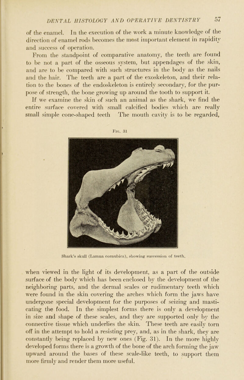 of the enamel. In the execution of the work a minute knowledge of the direction of enamel rods becomes the most important element in rapidity and success of operation. From the standpoint of comparative anatomy, the teeth are found to be not a part of the osseous system, but appendages of the skin, and are to be compared with such structures in the body as the nails and the hair. The teeth are a part of the exoskeleton, and their rela- tion to the bones of the endoskeleton is entirely secondary, for the pur- pose of strength, the bone growing up around the tooth to support it. If we examine the skin of such an animal as the shark, we find the entire surface covered with small calcified bodies which are really small simple cone-shaped teeth The mouth cavity is to be regarded, Fig. 31 Shark’s skull (Lamna cornubica), showing succession of teeth. when viewed in the light of its development, as a part of the outside surface of the body which has been enclosed by the development of the neighboring parts, and the dermal scales or rudimentary teeth which were found in the skin covering the arches which form the jaws have undergone special development for the purposes of seizing and masti- cating the food. In the simplest forms there is only a development in size and shape of these scales, and they are supported only by the connective tissue which underlies the skin. These teeth are easily torn off in the attempt to hold a resisting prey, and, as in the shark, they are constantly being replaced by new ones (Fig. 31). In the more highly developed forms there is a growth of the bone of the arch forming the jaw upward around the bases of these scale-like teeth, to support them more firmly and render them more useful.