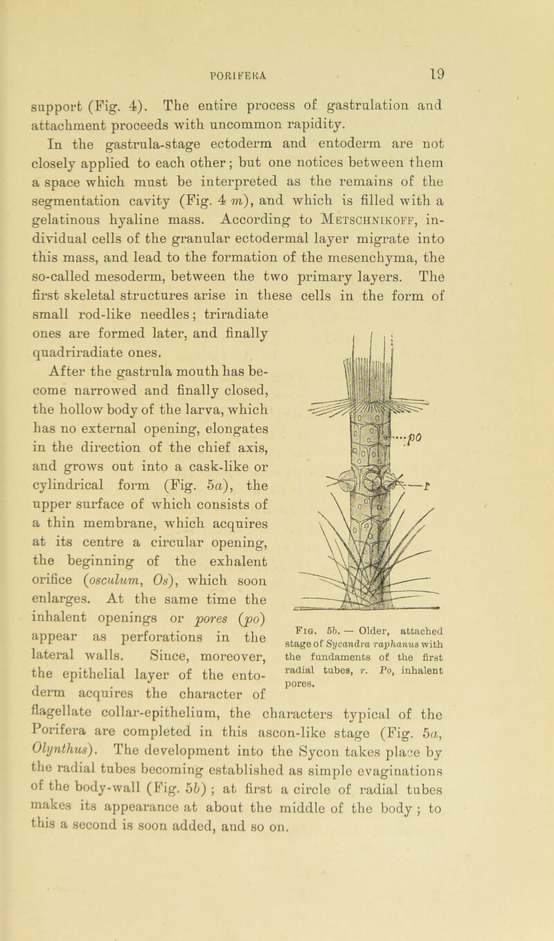 supporfc (Fig. 4). The entire process of gastrulation and attachment proceeds with uncommon rapidity. In the gastrula-stage ectoderm and entoderm are not closely applied to each other; but one notices between tliem a space which must be interpreted as the remains of tbe Segmentation cavity (Fig. 4 m), and which is filled with. a gelatinous byaline mass. According to Metschnikoff, in- dividual cells of the granulär ectodermal layer migrate into this mass, and lead to the formation of the mesenchyma, the so-called mesoderm, between the two primary layers. The first skeletal structures arise in these cells in the form of small rod-like needles; triradiate ones are formed later, and finally quadriradiate ones. After the gastrula mouth has be- come narrowed and finally closed, the hollow body of the larva, which has no external opening, elongates in the direction of the chief axis, and grows out into a cask-like or cylindrical form (Fig. 5a), the upper surface of which consists of a thin membrane, which acquires at its centre a circular opening, the beginning of the exhalent orifiee (osculum, Os), which soon enlarges. At the same time the inhalent openings or pores (po) appear as perforations in the lateral walls. Siuce, moreover, the epithelial layer of the ento- derm acquires the character of flagellate collar-epithelium, the characters typical of the Porifera are completed in this ascon-like stage (Fig. 5a, Olynthus). The development into the Sycon takes place by the radial tubes becoming established as simple cvaginations of the body-wall (Fig. 5b) ; at first a circle of radial tubes makes its appearance at about the middle of the body ; to this a second is soon added, and so on. Fig. 5b. — Older, attaehed Stage of Syßandra raphanus with the fundaments o£ the first radial tubes, r. Po, inhalent pores.