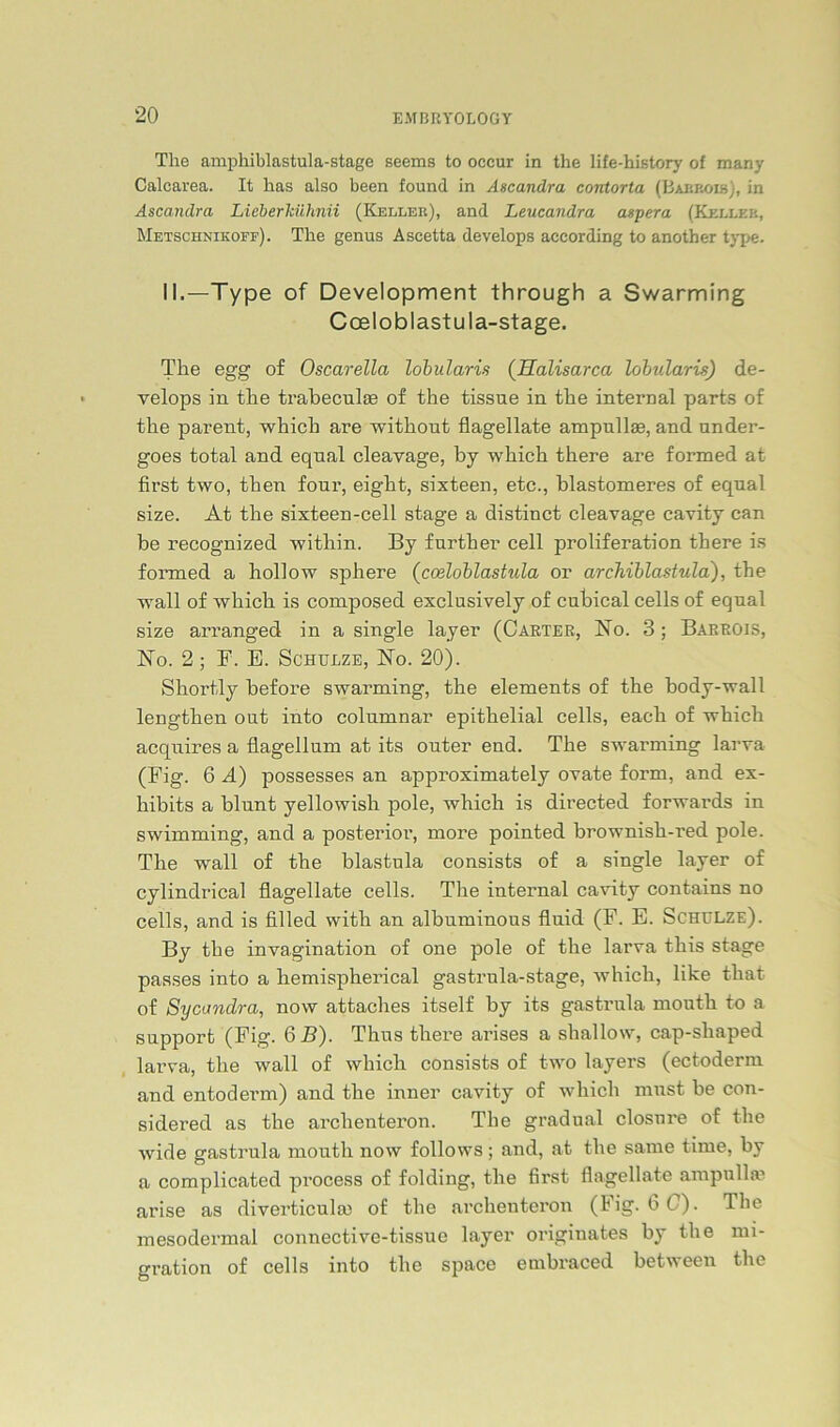 The amphiblastula-stage seems to occur in the life-history of many Calcarea. It has also been found in Ascandra contorta (Babeois), in Ascandra LieberJcühnii (Keller), and Leucandra aspera (Kelleb, Metschnikoff). The genus Ascetta develops aceording to another type. II.—Type of Development through a Swarming Cceloblastula-stage. The egg of Oscarelia lobularis (Halisarca lobularis) de- velops in the trabeculse of the tissne in the internal parts of the parent, which are without flagellate ampullse, and under- goes total and eqnal cleavage, by which there are formed at first two, then four, eight, sixteen, etc., blastomeres of equal size. At the sixteen-cell stage a distinct cleavage cavity can be recognized within. By further cell proliferation there is formed a hollow sphere (coeloblastula or archiblastula), the wall of which is composed exclusively of cubical cells of eqnal size arranged in a single layer (Carter, No. 3 ; Barrois, No. 2 ; F. E. Schurze, No. 20). Shortly before swarming, the elements of the body-wall lengthen out into columnar epithelial cells, each of which acquires a flagellum at its outer end. The swarming larva (Fig. 6 A) possesses an approximately ovate form, and ex- hibits a blunt yellowish pole, which is directed forwards in swimming, and a posterior, more pointed brownish-red pole. The wall of the blastula consists of a single layer of cylindrical flagellate cells. The internal cavity contains no cells, and is filled with an albuminous fluid (F. E. Schulze). By the invagination of one pole of the larva this stage passes into a hemispherical gastrula-stage, which, like that of Sycandra, now attaches itself by its gastrula mouth to a Support (Fig. 6 B). Thus there arises a shallow, cap-shaped larva, the wall of which consists of two layers (ectoderm and entoderm) and the inner cavity of which must be con- sidered as the arclienteron. The gradual closnre of the wide gastrula mouth now follows; and, at the same time, by a complicated process of folding, the first flagellate ampulla? arise as diverticulaj of the arclienteron (Fig. 6C). The mesodermal connective-tissue layer originates by the mi- gration of cells into the space embraced between the