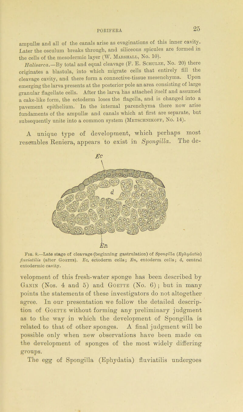 ampullre and all of the canals arise as evaginations of this inner cavity. Later tlie osculum breaks through, and siliceous spicules are formed in the cells of the meaodermic layer (W. Maeshall, No. 10). Halisarca.—By total and equal cleavage (F. E. Schulze, No. 20) there originates a blastula, into which migrate cells that entirely fill the cleavage cavity, and there form a connective-tissue mesenchyma. Upon emerging the larva presents at the posterior pole an area consisting of large granulär flagellate cells. After the larva has attached it.self and assumed a cake-like form, the eetoderm loses the flagella, and is changed into a pavement epithelium. In the internal parenchyma there now arise fundaments of the ampullfe and canals which at first are separate, but subsequently unite into a common System (Metschnikoff, No. 14). A unique type o£ development, which perhaps most i'esembles Reniera, appears to exist in Spongilla. The de- Ec \ Fig. 8.—Late stage of cleavage (beginning gastrulation) of Spongilla (Ephydatia) fluviatilis (after Goettb). Ec, eetoderm cells; En, entoderm cells; d, central entodermic cavity. velopment of this fresh-water sponge has been described by Ganin (Nos. 4 and 5) and Goette (No. 6) ; but in many points the statements of these investigators do not altogetlier agree. In our presentation we follow the detailed descrip- tion of Goette without forming any preliminary judgment as to the way in which the development of Spongilla is related to that of other sponges. A final judgment will be possible only when new observations have been made on the development of sponges of the most widely differing groups. The egg of Spongilla (Ephydatia) fluviatilis undergoes