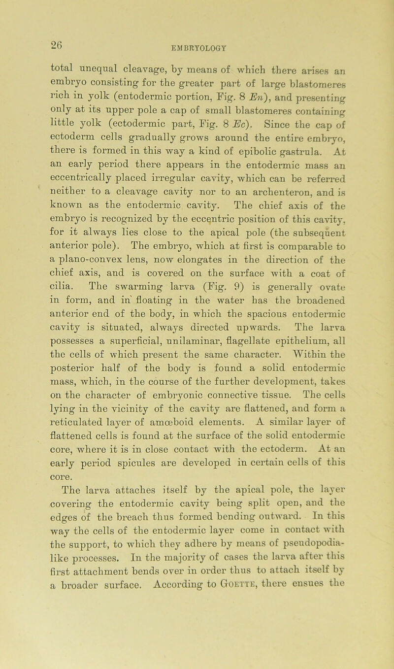 EMBRYOLOGY total unequal cleavage, by means of which there arises an embryo consisting for the greater part of large blastomeres ricli in yolk (entodermic portion, Fig. 8 En), and presenting only at its upper pole a cap of small blastomeres containing little yolk (ectodermic part, Fig. 8 Ec). Since the cap of ectoderm cells gradually grows aronnd the entire embryo, there is formed in this way a kind of epibolic gastrula. At an early period there appears in the entodermic mass an eccentrically placed irregulär cavity, which can be referred neither to a cleavage cavity nor to an archenteron, and is known as the entodermic cavity. The chief axis of the embryo is recognized by the eccentric position of this cavity, for it always lies close to the apical pole (the subsequent anterior pole). The embryo, which at first is comparable to a piano-convex lens, now elongates in the direction of the chief axis, and is covered on the surface with a coat of cilia. The swarming larva (Fig. 9) is generally ovate in form, and in floating in the water bas the broadened anterior end of the body, in which the spacious entodermic cavity is sitnated, always directed upwards. The larva possesses a superficial, unilaminar, flagellate epithelium, all the cells of which present the same character. Within the posterior half of the body is found a solid entodermic mass, which, in the course of the further development, takes on the character of embryonic connective tissue. The cells lying in the vicinity of the cavity are flattened, and form a reticulated layer of amceboid elements. A similar layer of flattened cells is found at the surface of the solid entodermic core, where it is in close contact with the ectoderm. At an early period spicules are developed in certain cells of this core. The larva attaches itself by the apical pole, the layer covering the entodermic cavity being split open, and the edges of the breach thus formed bending outward. In this way the cells of the entodermic layer come in contact with the support, to which tliey adhere by means of pseudopodia- like processes. In the majority of cases the larva after this first attachment bends over in Order thus to attacli itself by a broader surface. According to G-oette, there ensues the