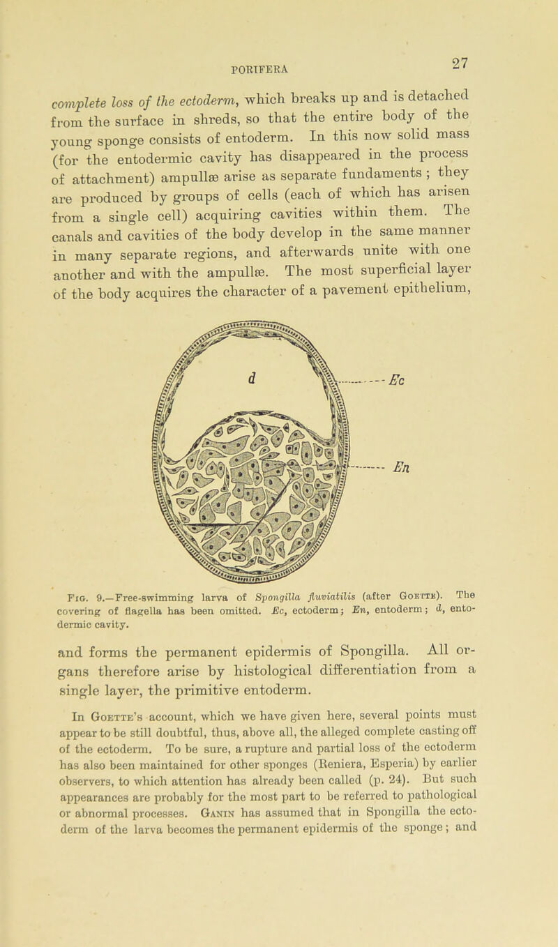 complete loss of the ectoderm, which breaks up and is detached from the surface in shreds, so that the entire body of the young sponge consists of entoderm. In this now solid mass (for the entodermic cavity has disappeared in the process of attachment) ampullas arise as separate fundaments ; they are produced by groups of cells (each of which has arisen from a single cell) acquiring cavities within them. The canals and cavities of the body develop in the same manner in many separate regions, and afterwards nnite with one another and with the ampullse. The most superficial layer of the body acquires the character of a pavement epithelium, Fig. 9.—Free-swimming larva of Spongilla fluviatilis (after Goettk). The covering of flagella haa been omitted. Ec, ectoderm; En, entoderm; d, ento- dermic cavity. and forms the permanent epidermis of Spongilla. All Or- gans therefore arise by histological differentiation from a single layer, the primitive entoderm. In Goette’s account, which we have given liere, several points must appear to be still doubtful, thus, above all, the alleged complete casting off of the ectoderm. To be sure, a rupture and partial loss of the ectoderm has also been maintained for other sponges (Reniera, Esperia) by earlier observers, to which attention has already been called (p. 24). But such appearances are probably for the most part to be referred to pathological or abnormal processes. Ganin has assumed that in Spongilla the ecto- derm of the larva becomes the permanent epidermis of the sponge; and