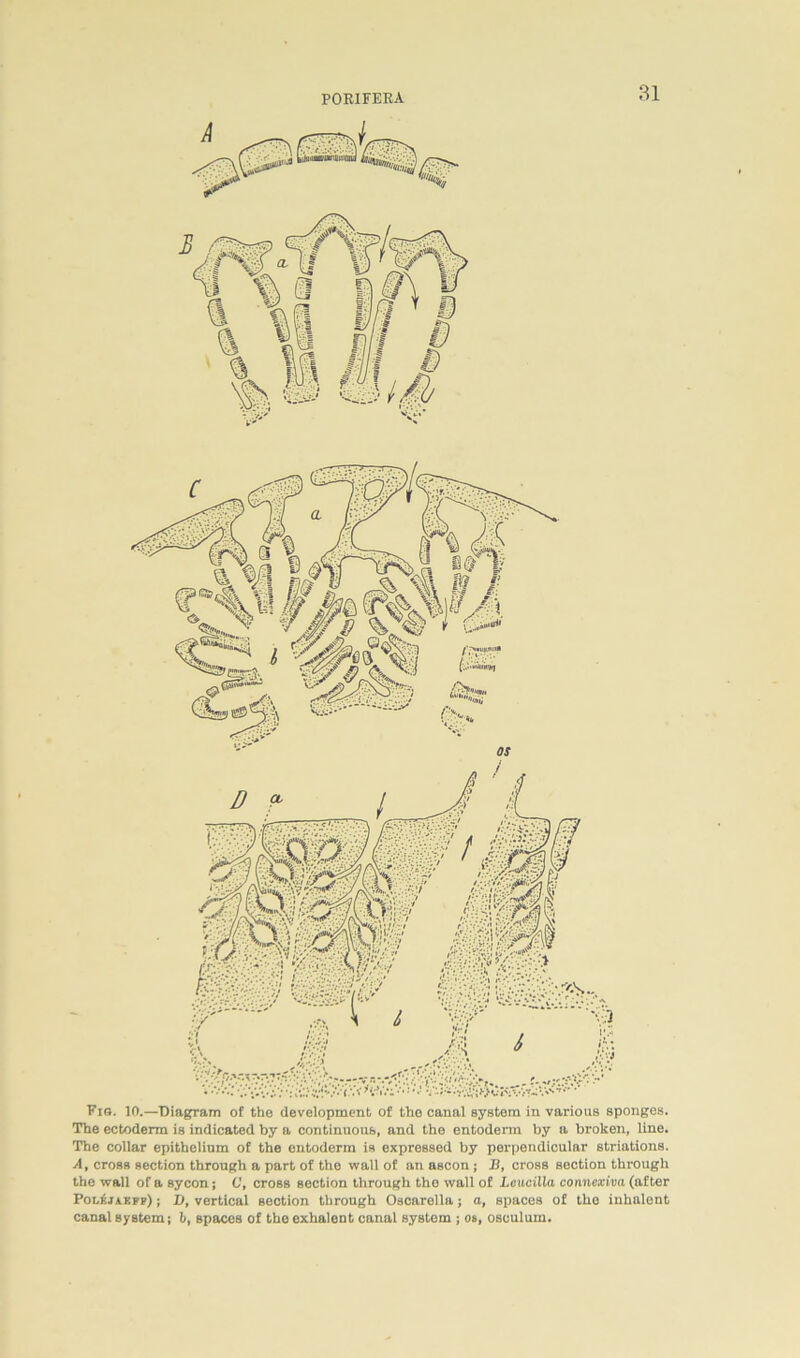 Fis. 10.—Diagram of the development of the canal System in various sponges. The ectoderm is indicated by a continuous, and the entoderm by a broken, line. The collar epithelinm of the entoderm is expressed by perpendicular striations. A, cross section through a part of the wall of an asoon ; B, cross section through the wall of a sycon; C, croBS section through the wall of Leucilla connexiva (after Pol^jaeff) ; D, vertical section through Oscarella; o, spaces of the inhalont canal System; Xi, spaces of the exhalent canal System ; os, osculum.