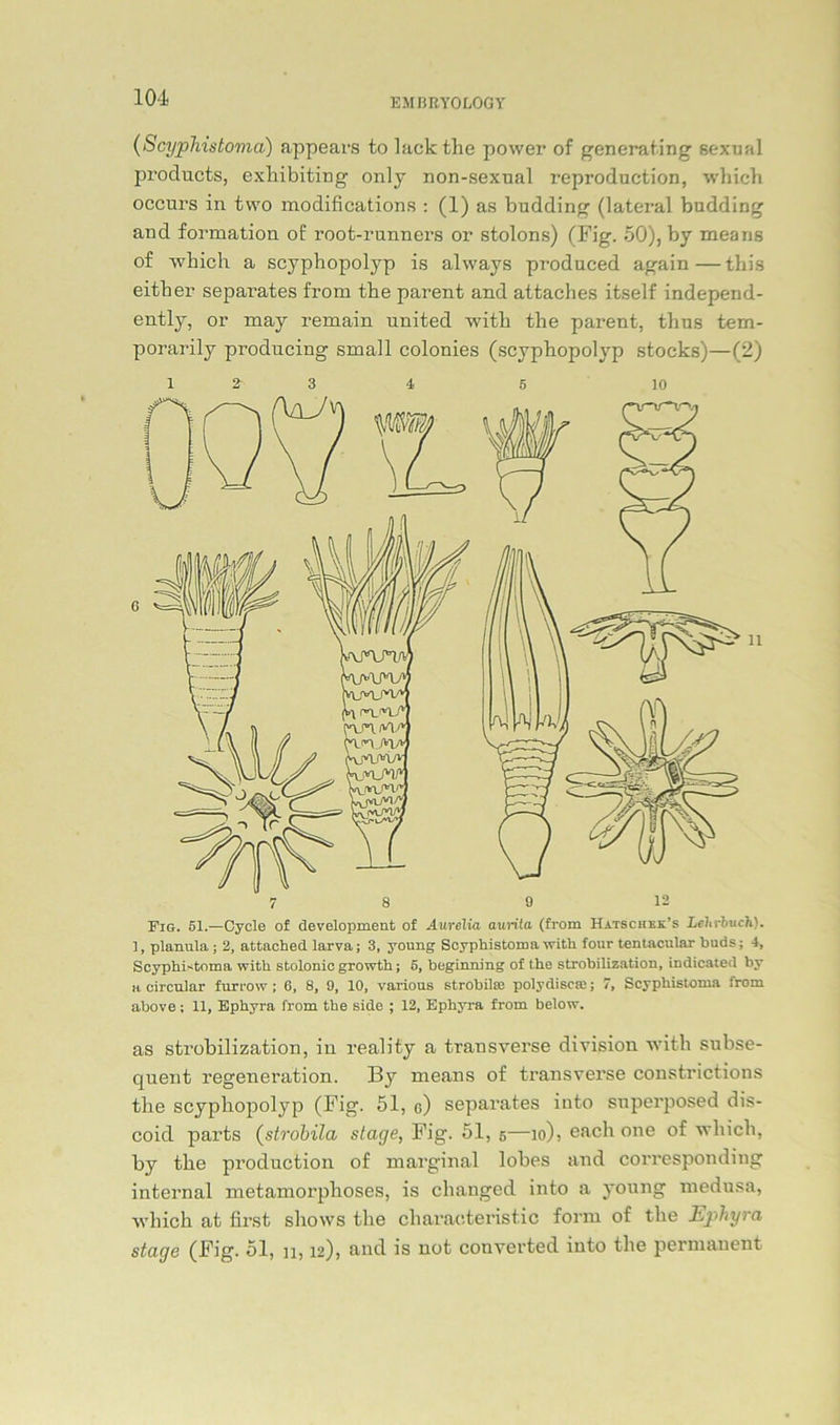 (Scyphistoma) appears to lackthe power of generating sexual products, exhibiting only non-sexual reproduction, which occurs in tvvo modifications : (1) as budding (lateral budding and formation of root-runners or stolons) (Fig. 50), by means of -which a scyphopolyp is always produced again—this either separates from the parent and attaches itself independ- ently, or may remain united with the parent, thus tem- porarily producing small colonies (scyphopolyp Stocks)—(2) 1 2 3 4 5 io Fig. 51.—Cycle of development of Aurelia aurita (from Hatschek’s Lehrbuch). 1, planula ; 2, attached larva; 3, young Scyphistoma with four tentacular buds; 4, Scyphistoma with stolonic growth; 5, beginning of the strobilization, indicateil by a circular furrow ; 6, 8, 9, 10, various strobilte polydiseai; 7, Scyphistoma from above; 11, Ephyra from the side ; 12, Ephyra from below. as strobilization, in reality a transverse division with subse- quent regeneration. By means of transverse constrictions the scyphopolyp (Fig. 51, g) separates into snperposed dis- coid parts (strobila stage, Fig. 51, 5—10), each one of which, by the production of marginal lobes and corresponding internal metamorphoses, is changed into a young medusa, which at first shows the cliaraeteristic form of the Ephyra stage (Fig. 51, n, 12), and is not conyerted into the permanent