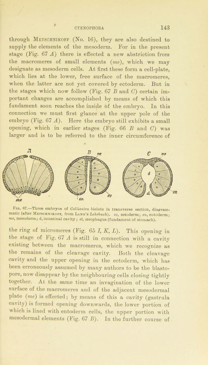 i through Metschnikofp (No. 16), tbey are also destined to supply the elements of the mesoderm. For in the present stage (Fig. 67 A) there is effected a new abstriction from tbe macromeres of small elements (me), wdiich we may designate as mesoderm cells. At first tbese form a cell-plate, whicb lies at tbe lower, free snrface of the macromeres, wben tbe latter are not yet covered by ectoderm. Bat in tbe stages wbicb now follow (Fig. 67 B and G) certain im- portant cbanges are accomplished by means of wbicb this fundament soon reaches the insi^le öf tbe embryo. In tbis Connection we must first glance at tbe upper pole of tbe embryo (Fig. 67 A). Here tbe embryo still exhibits a small opening, wbicb in earlier stages (Fig. 66 B and G) was larger and is to be referred to tbe inner circumference of Fis. 67. Three embryos of Callianira bialata in transverse seotion, diagram- matie (after Metschhikofp, from Lang’s Lehrbuch), ec, ectoderm; en, entoderm; me, mesoderm; d, intestinal cavity ; st, Oesophagus (fundament of stomach). tbe ring of micromeres (Fig. 65 I, K, L). This opening in the stage of big. 67 A is still in Connection witb a cavity existing between the macromeres, wbicb we recognize as the remains of the cleavage cavity. Both the cleavage cavity and the upper opening in the ectoderm, which bas been erroneously assumed by many authors to be the blasto- pore, now disappear by tbe neighbouring cells closing tightly together. At the same time an invagination of tbe lower surface of the macromeres and of tbe adjacent mesodermal plate (me) is efiected; by means of tbis a cavity (gastrula cavity) is formed opening downwards, tbe lower portion of which is lined with entoderm cells, the upper portion witb mesodermal elements (Fig. 67 B). In tbe furtber course of
