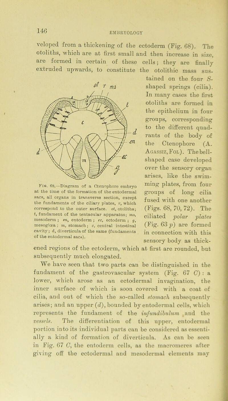 .EM BRYOLOGY veloped from a thickening of the ectoderm (Fig. 68). The otoliths, which are at first small and then increase in size, are formed in certain of tliese cells; they are final ly exfcruded upwai’ds, to constitute the otolithic mass sus- tained on the four S- sliaped springs (cilia). In many cases the first otoliths are formed in the epithelinm in fonr groups, corresponding to the different quad- rants of the body of the Ctenophore (A. Agassiz,Fol). The bei 1- shaped case developed over the sensory organ arises, like the swim- ming plates, from four groups of long cilia fused with one another (Figs. 68, 70, 72). The ciliated polar plates (Fig. 63 p) are formed in connection with this sensory body as thick- ened regions of the ectoderm, which at first are rounded, but subsequently much elongated. We have seen that two parts can be distinguished in the fundament of the gastrovascular System (Fig. 67 C) : a lower, which arose as an ectodermal inyagination, the inner surface of which is soon covered with a coat of cilia, and out of which the so-called stomach subsequently arises; and an upper (d), bounded by entodermal cells, which represents the fundament of the infundibulum and the vessels. The differentiation of this upper, entodermal portion into its individual parts can be considered as essenti- al ly a kind of formation of diverticula. As can be seen in Fig. 67 C, the entoderm cells, as the macromeres after giving off the ectodermal and mesodermal elements may r ms -d m Fio. 68.—Diagram of a Ctenophore embryo at the time of the formation of the entodermal saes, all Organs in transversa section, except the fundaments of the ciliary plates, r, which correspond to the outer surface. ot, otoliths; t, fundament of the tentacular apparatus; ms, mesoderm ; en, entoderm ; ec, ectoderm ; g, mesogloea ; m, stomach; c, central intestinal cavity; d, diverticula of the same (fundaments of the entodermal sacs).