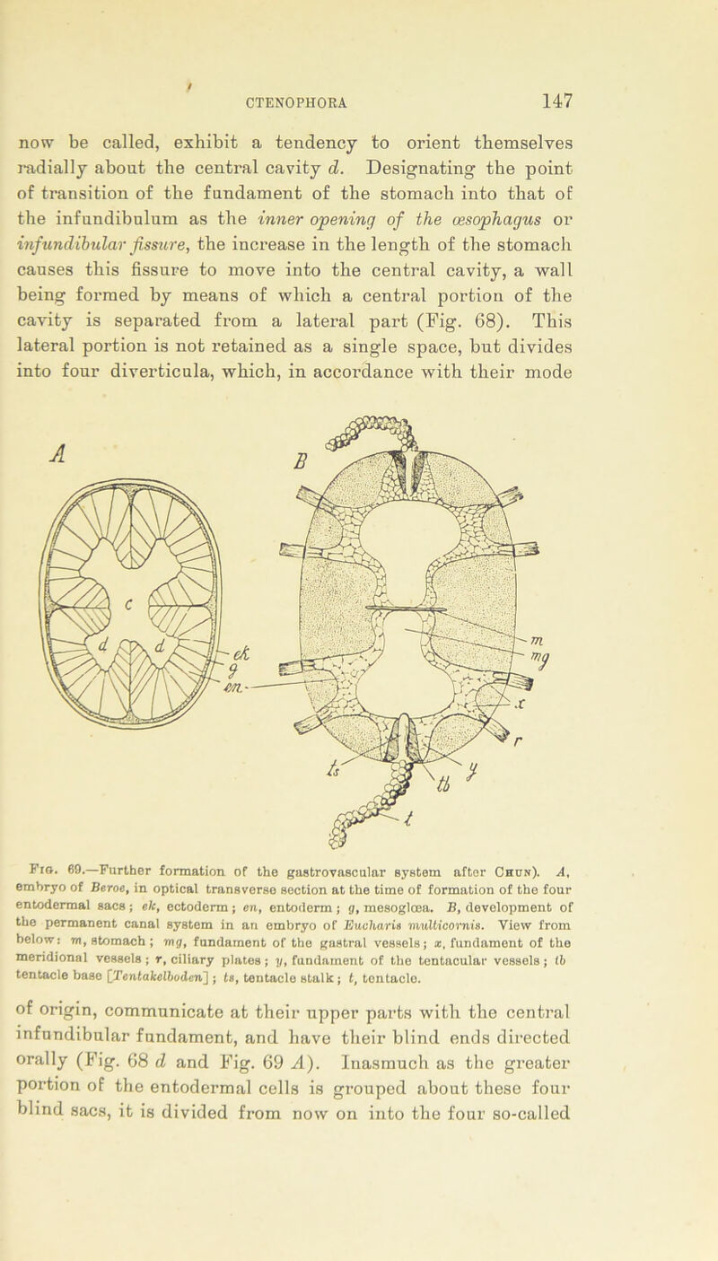 now be called, exhibit a tendency fco Orient themselves radially about tlie central cavity d. Designating the point of transition of tbe fundament of the stomach into tbat of the infundibulum as tbe inner opening of the cesophagus or infundibular fissure, tbe increase in tbe lengtb of tbe stomach causes this fissure to move into the central cavity, a wall being formed by means of which a central portion of the cavity is separafced from a lateral parfc (Fig. 68). This lateral portion is not retained as a single space, but divides into four diverticula, which, in accordance with their mode Fis. 69.—Further formation of the gastrovascular System after Chon). A, embryo of Beroe, in optical transverse section at the time of formation of the four entodermal sacs; ek, ectoderm; an, entoderm j g, mesoglcea. B, development of the permanent canal System in an embryo of Eucharia multicornis. View from below: m, stomach ; mg, fundament of the gastral vessels; x, fundament of the meridional vessels ; r, ciliary plates ; y, fundament of the tentaoular vessels ; Ib tentacle basQ [Tentakelboden]; ts, tentacle stalk; t, tcntacle. of origin, communicate at their upper parfcs with the central infundibular fundament, and have their blind ends direcfced orally (Fig. 68 d and Fig. 69 A). Inasmuch as the greafcer portion of the entodermal cells is grouped about these four blind sacs, ifc is divided from now on into the four so-called