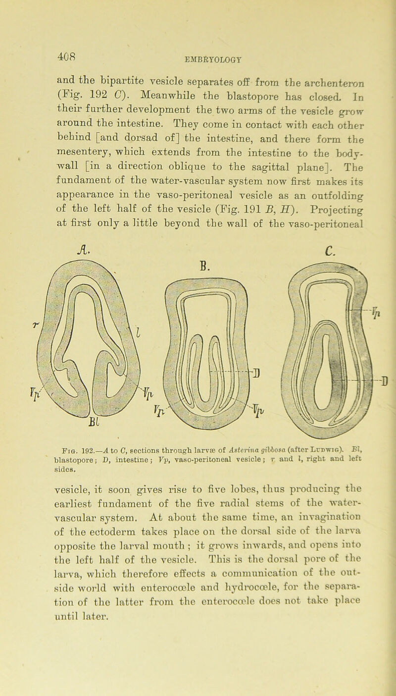 and the bipartite vesicle separates off frora the archenteron (Fig. 192 G). Meanwhile the blastopore bas closed- In their furtber development tbe two arms of tbe vesicle grow around tbe intestine. Tliey come in contact with eacb other behind [and dorsad of] the intestine, and tbere form the mesentery, which extends from tbe intestine to the body- wall [in a direction oblique to tbe sagittal plane]. The fundament of tbe water-vascular System now first makes its appearance in tbe vaso-peritoneal vesicle as an outfolding of tbe left half of tbe vesicle (Fig. 191 B, H). Projecting at first only a little beyond tbe wall of tbe vaso-peritoneal X c. Fig. 192.—A to C, sections through larvas of Asterina gibbosa (after Ludwig). BI, blastopore; D, intestine; Vp, vaso-peritoneal vesicle; r and I, right and left sidcs. vesicle, it soon gives rise to five lobes, tbus producing tbe earliest fundament of tbe five radial stems of tbe water- vascular System. At about tbe same time, an invagination of tbe ectoderm takes place on tbe dorsal side of tbe larva opposite tbe larval moutb ; it grows inwards, and opens into the left half of tbe vesicle. Tbis is tbe dorsal pore of tbe larva, which therefore effects a communication of tbe out- side ■world with enterocoele and hydrocoele, for tbe Separa- tion of tbe latter from tbe enterocoele does not take place until later.