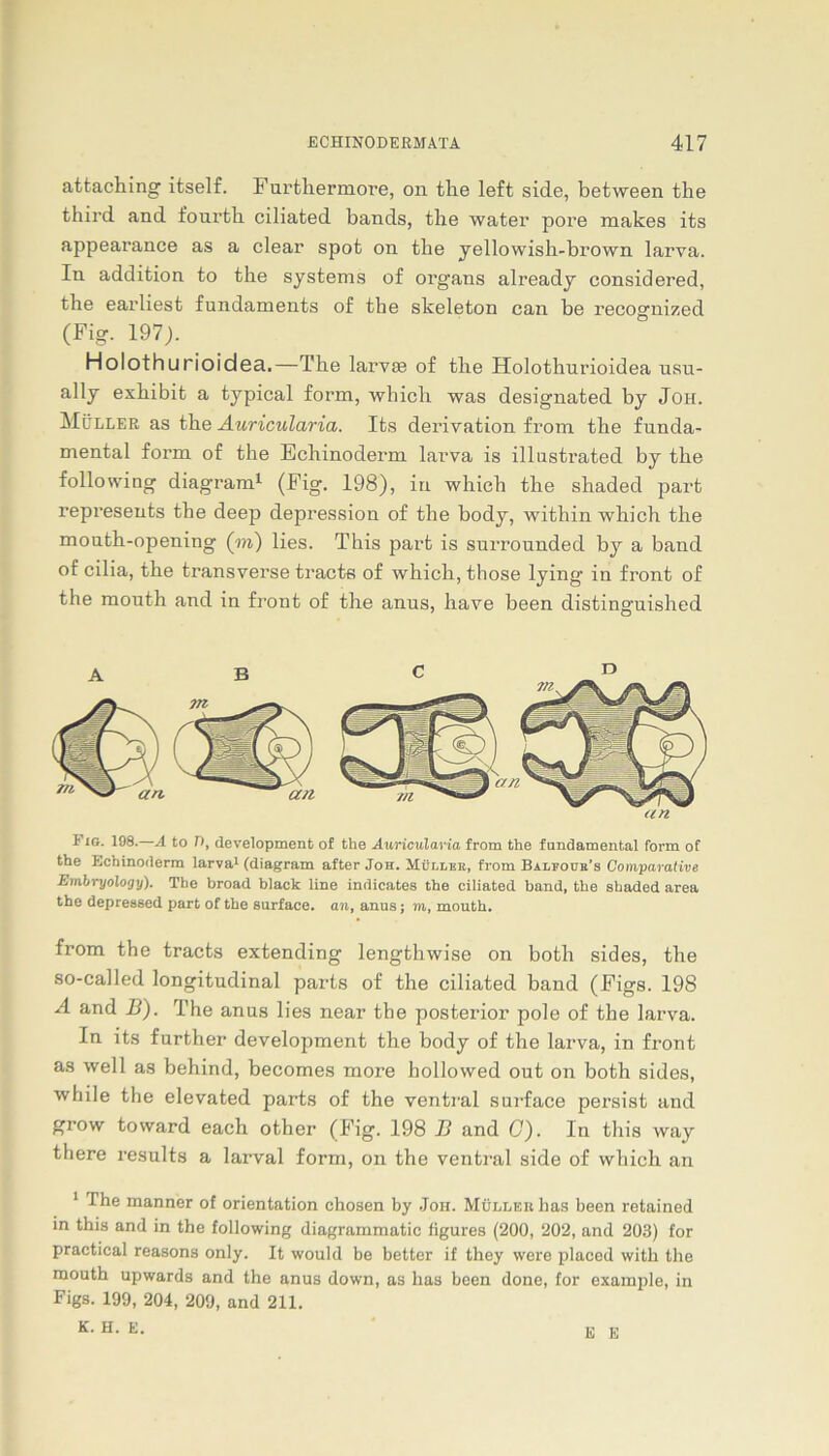 attaching itself. Furthermore, 011 the left side, between the third and fourtli ciliated bands, the water pore makes its appearance as a clear spot 011 the yellowish-brown larva. In addition to the Systems of oi’gans already considered, the earliest fundaments of the skeleton can be recognized (Fi g. 197). Holothurioidea.—The larvse of the Holothurioidea usu- ally exhibit a typical form, wliich was designated by Joh. Müller as the Auricularia. Its derivation from the funda- mental form of the Echinoderm larva is illustrated by the following diagram1 (Fig. 198), in whieh the shaded part represeuts the deep depression of the body, within whieh the mouth-opening (to) lies. This part is surrounded by a band of cilia, the transverse tracts of whieh, those lying in front of the mouth and in front of the anus, have been distinguished an Fig. 198.—A to n, development of the Auricularia from the fundamental form of the Echinoderm larva1 (diagram after Joh. Müi.lek, from Bai.four’s Comparative Embryology). The broad black line indicates the ciliated band, the shaded area the depressed part of the surface. an, anus; to, mouth. from the tracts extending lengthwise on botli sides, the so-called longitudinal parts of the ciliated band (Figs. 198 A and B). The anus 1 ies near the posterior pole of the larva. In its further development the body of the larva, in front as well as behind, becomes more hollowed out on both sides, while the elevated parts of the ventral surface persist and grow tovvard each other (Fig. 198 B and C). In this way there results a larval form, on the ventral side of whieh an 1 The manner of orientation chosen by Joh. Müller lias been retained in this and in the following diagrammatic figures (200, 202, and 203) for practical reasons only. It would be better if they were placed with the mouth upwards and the anus down, as has been done, for example, in Figs. 199, 204, 209, and 211. K. H. E. E E