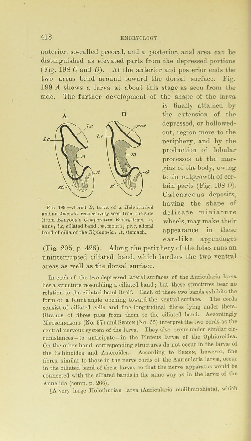 anterior, so-called preoral, and a posterior, anal area can be distinguished as elevated parts from the depressed portions (Fig. 198 G and D). At the anterior and posterior ends the two areas bend around toward the dorsal surface. Fig. 199 A shows a larva at about this stage as seen from the side. The further development of the shape of the larva is finally attained by the extension of the depressed, or hollowed- out, region more to the periphery, and by the production of lobular processes at the mar- gins of the body, owing to the outgrowth of cer- tain parts (Fig. 198 D). Calcareous deposits, having the shape of delicate miniature wbeels, may make their appearance in tliese ear-like appendages (Fig. 205, p. 426). Along the periphery of the lobes runs an uninterrupted ciliated band, which borders the two ventral areas as well as the dorsal surface. In each of the two depressed lateral surfaces of the Auricularia larva lies a structure resembling a ciliated band; but these structures bear no relation to the ciliated band itself. Each of these two bands exhibits the form of a blunt angle opening toward the ventral surface. The cords consist of ciliated eells and fine longitudinal fibres lying under them. Strands of fibres pass from them to the ciliated band. Accordingly Metschnikoff (No. 37) and Semon (No. 55) interpret the two cords as the central nervous System of the larva. They also occur under similar cir- cumstances—to anticipate—in the Pluteus larva; of the Ophiuroidea. On the other hand, corresponding structures do not occur in the larvse of the Echinoidea and Asteroidea. According to Semon, however, fine fibres, similar to those in the nerve cords of the Auricularia larva;, occur in the ciliated band of these larvae, so that the nerve apparatus would be connected with the ciliated bands in the same way as in the larvse of the Annelida (comp. p. 266). [A very large Holothurian larva (Auricularia nudibranchiata), which Fig. 199.—A and B, larva o£ a Holothurioiä and an Asteroid respectively seen from the side (from Bamotje's Comparattve Enibryology). a, anus; I.c, ciliated hand; m, mouth; pr.c, adoral band of cilia of the Bipinnaria; st, stomach.