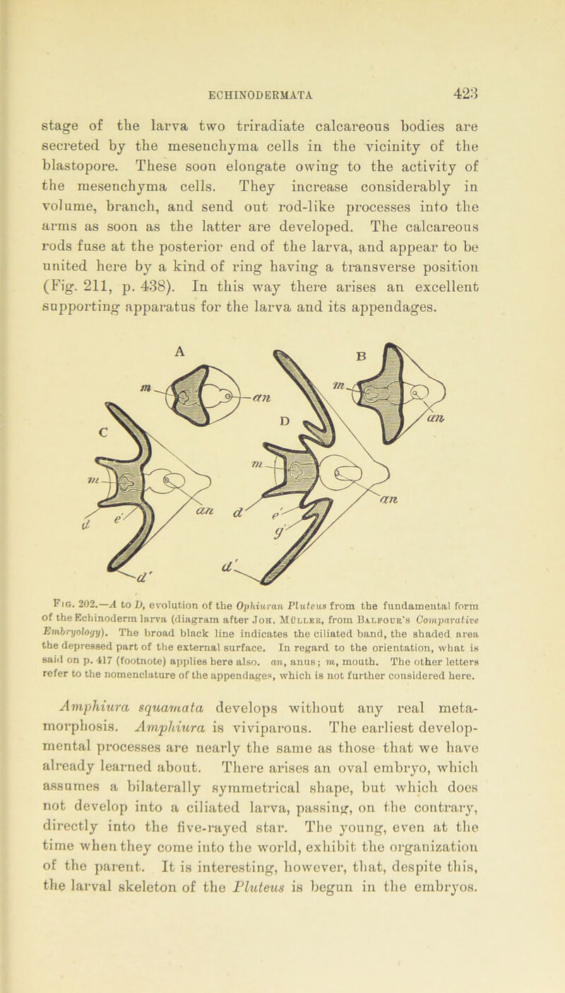 stage of the larva two triradiate calcareous bodies are secreted by tlie mesenchyma cells in the vicinity of the blastopore. These soon elongate owing to the activity of the mesenchyma cells. They increase considerably in volume, hranch, and send out rod-like processes into the arms as soon as the latter are developed. The calcareous rods fase at the posterior end of the larva, and appear to be united here by a kind of ring having a transverse position (Fig. 211, p. 438). In tliis way there arises an excellent supporting apparatus for the larva and its appendages. Fic. 202.—A to X), evolution of the Ophiuran Pluteus from the fundamental form of the Echinoderm larva (diagram after Jon. Müi.r.üit, from Balfodb’s Comparative Embryology). The hroad black line indicates the ciliated band, the shaded area the depressed part of the extemal surface. In regard to the Orientation, what is said on p. 417 (footnote) applies here also, an, anus; m, mouth. The other letters refer to the nomenclature of the appendages, which is not further considered here. Amphiura squamata develops without any real meta- morphosis. Amphiura is viviparous. The earliest develop- mental processes are nearly the same as those that we have already learned about. There arises an oval embryo, which assumes a bilaterally symmetrical shape, but which does not develop into a ciliated larva, passing, on the contrary, directly into the five-rayed star. The young, even at the time when they come into the world, exhibit the Organization of the parent. It is interesting, however, that, despite this, the larval skeleton of the Pluteus is begun in the embryos.